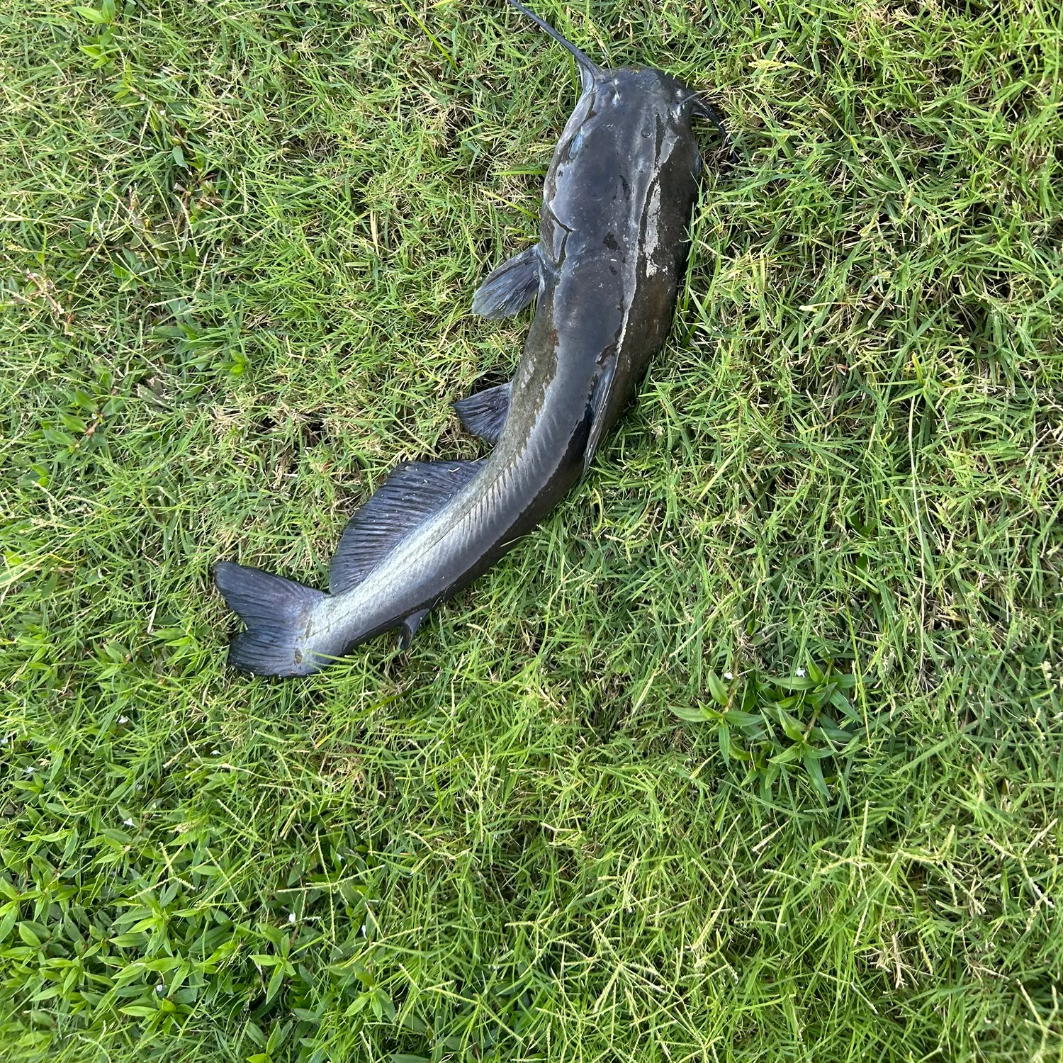 Black bullhead caught on Fishbrain