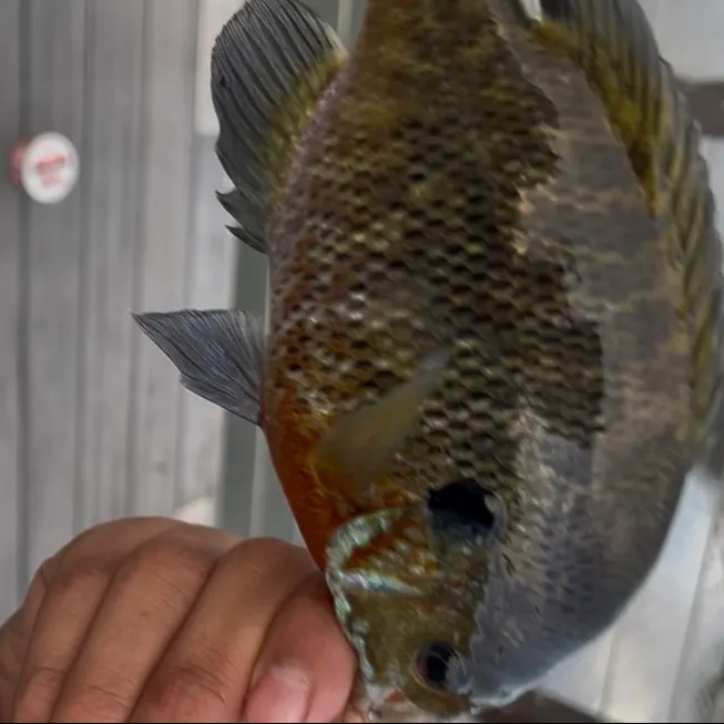 Bluegill caught on Fishbrain
