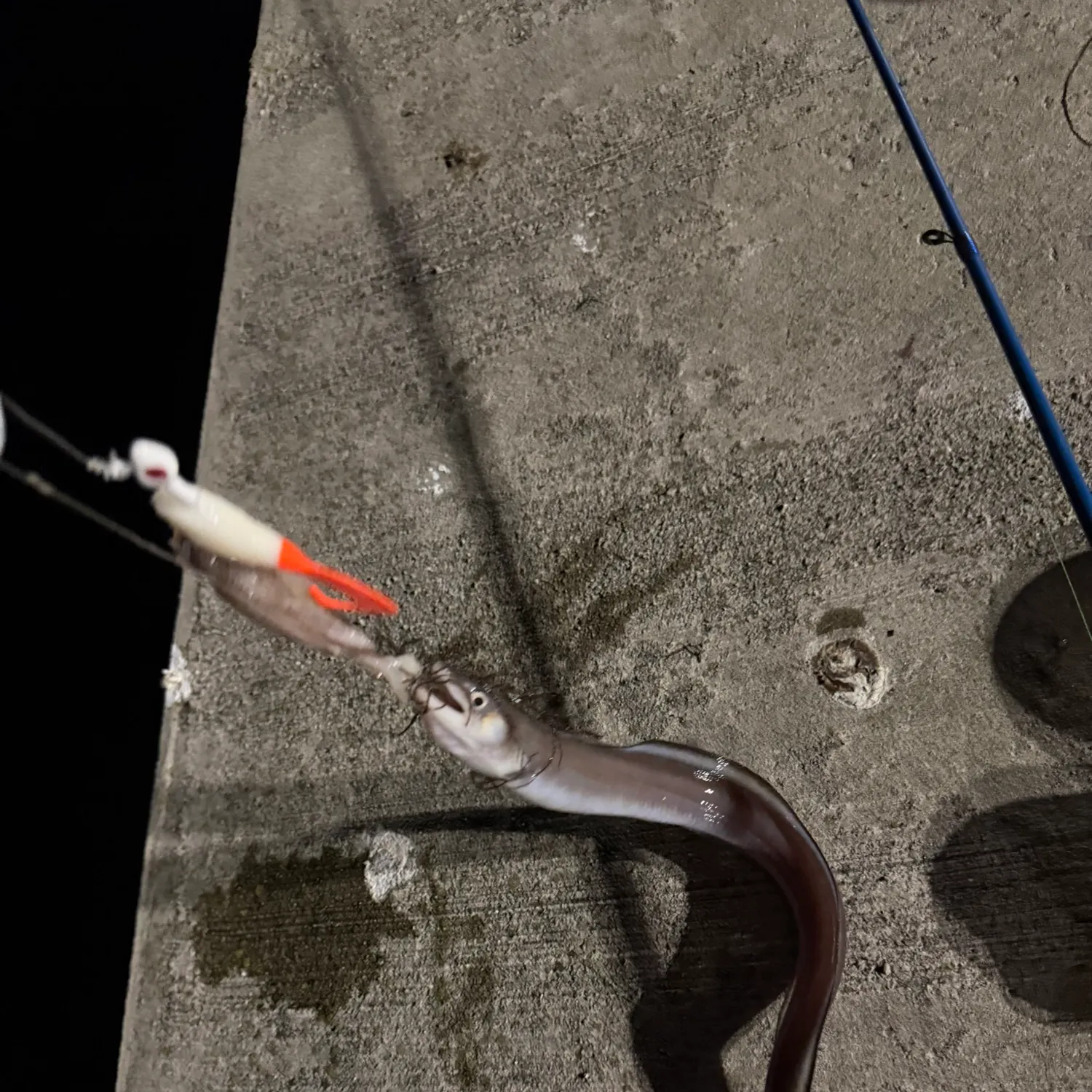 American eel caught on Fishbrain