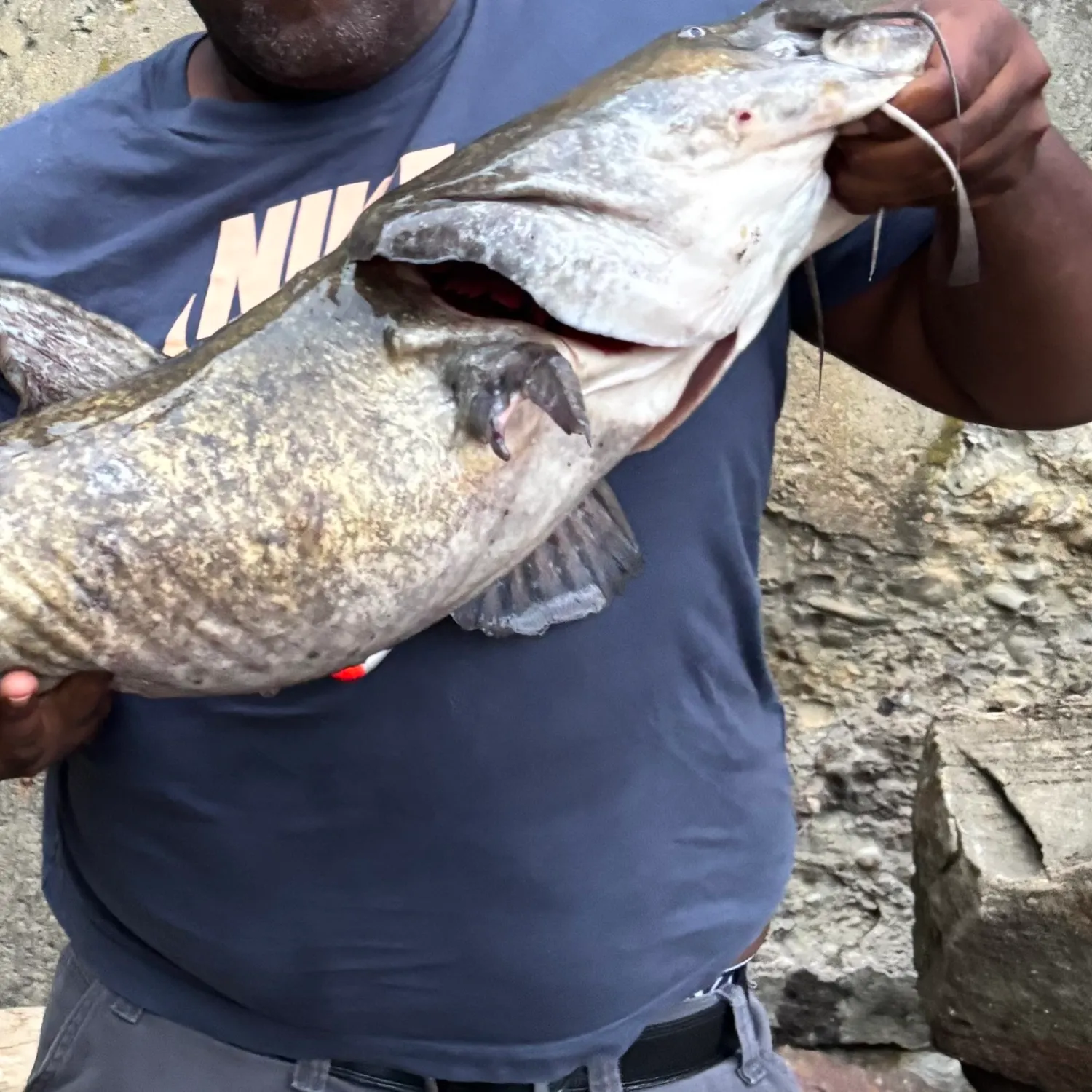 Flathead catfish caught on Fishbrain