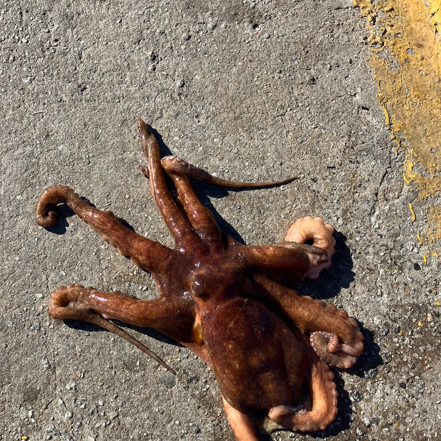 The most recent Hammer octopus catches on Fishbrain