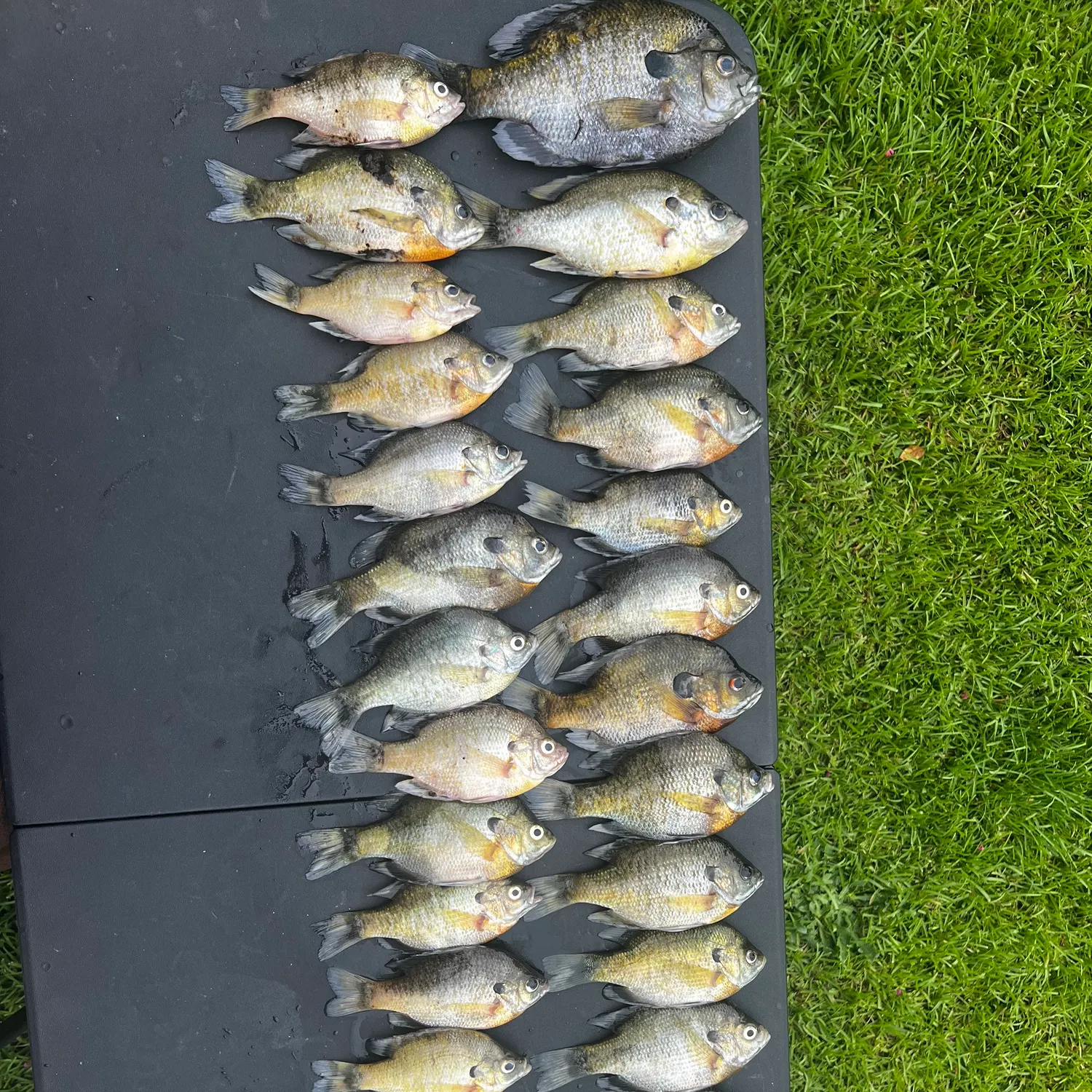 recently logged catches