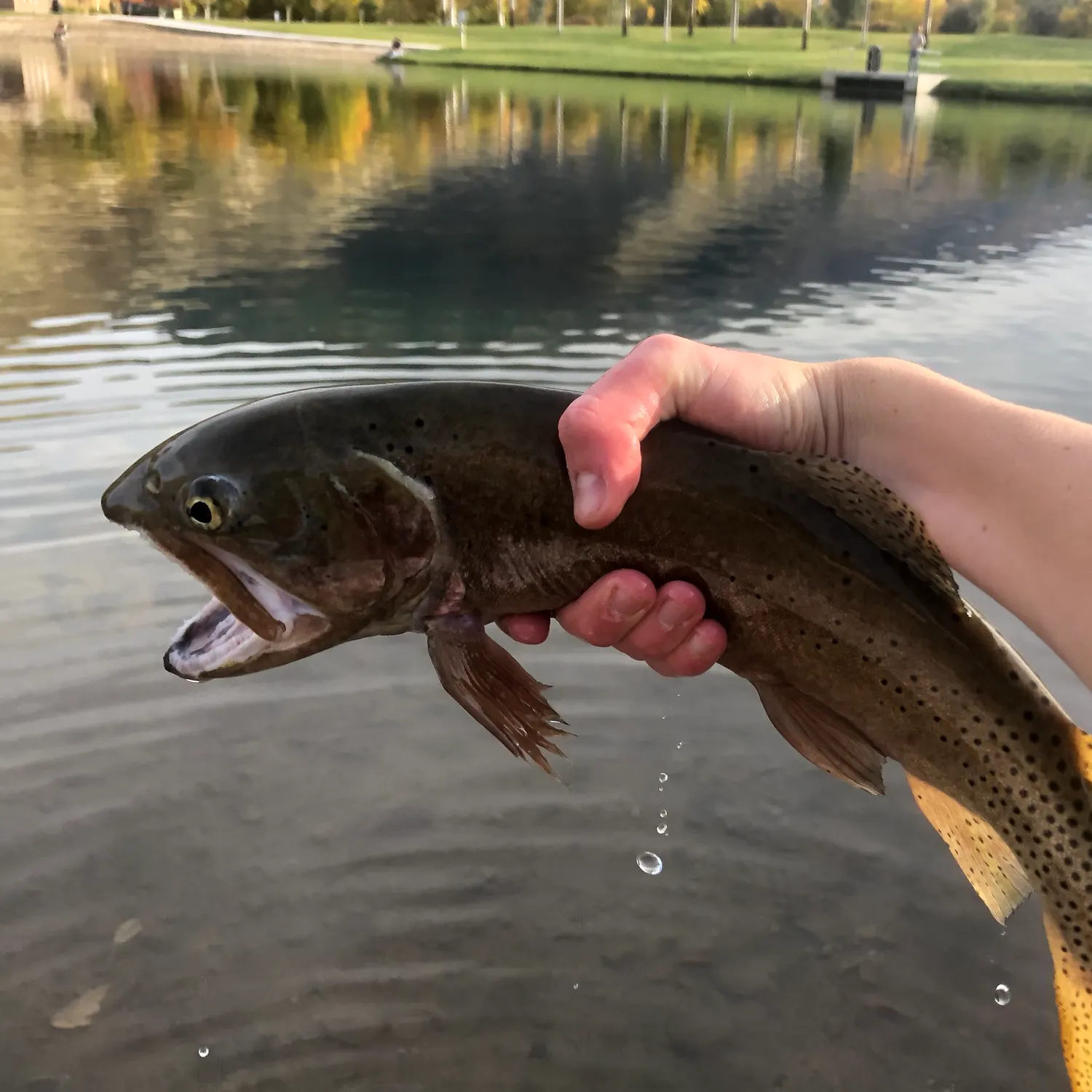 Cutthroat trout caught on Fishbrain