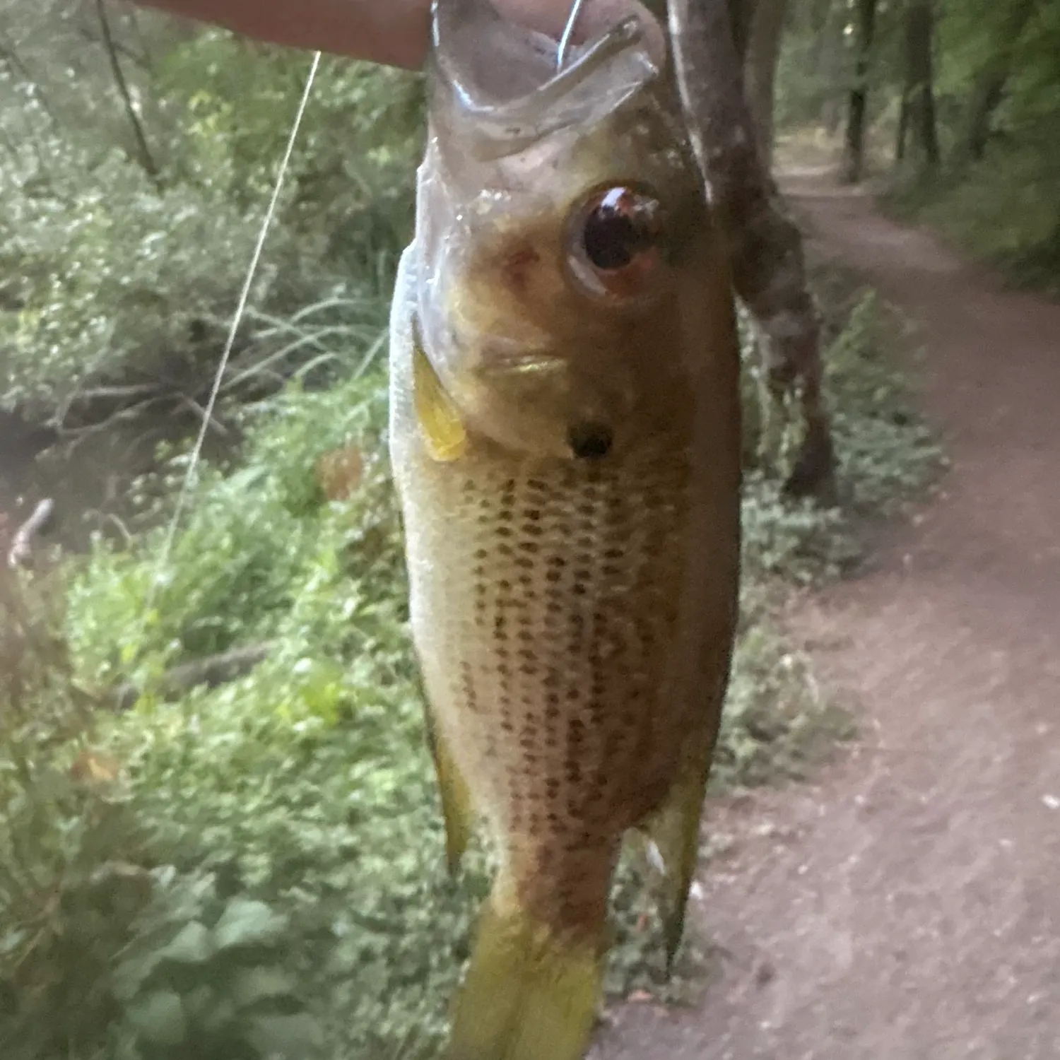 Rock bass caught on Fishbrain