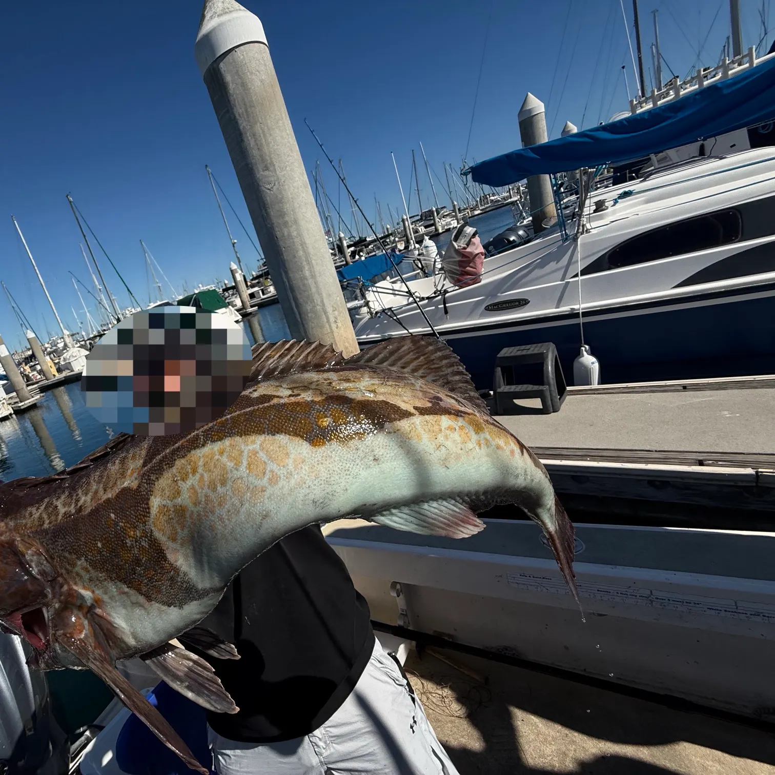 The most recent Lingcod catches on Fishbrain