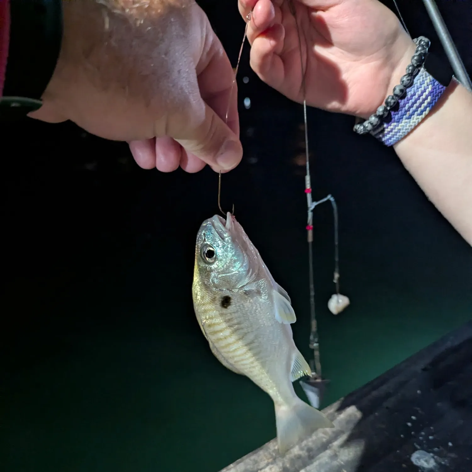 Spot croaker caught on Fishbrain