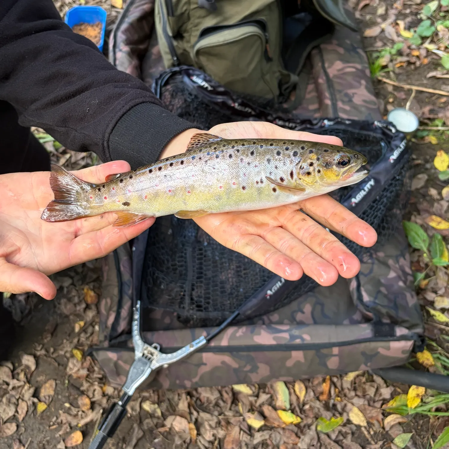 Brown trout caught on Fishbrain