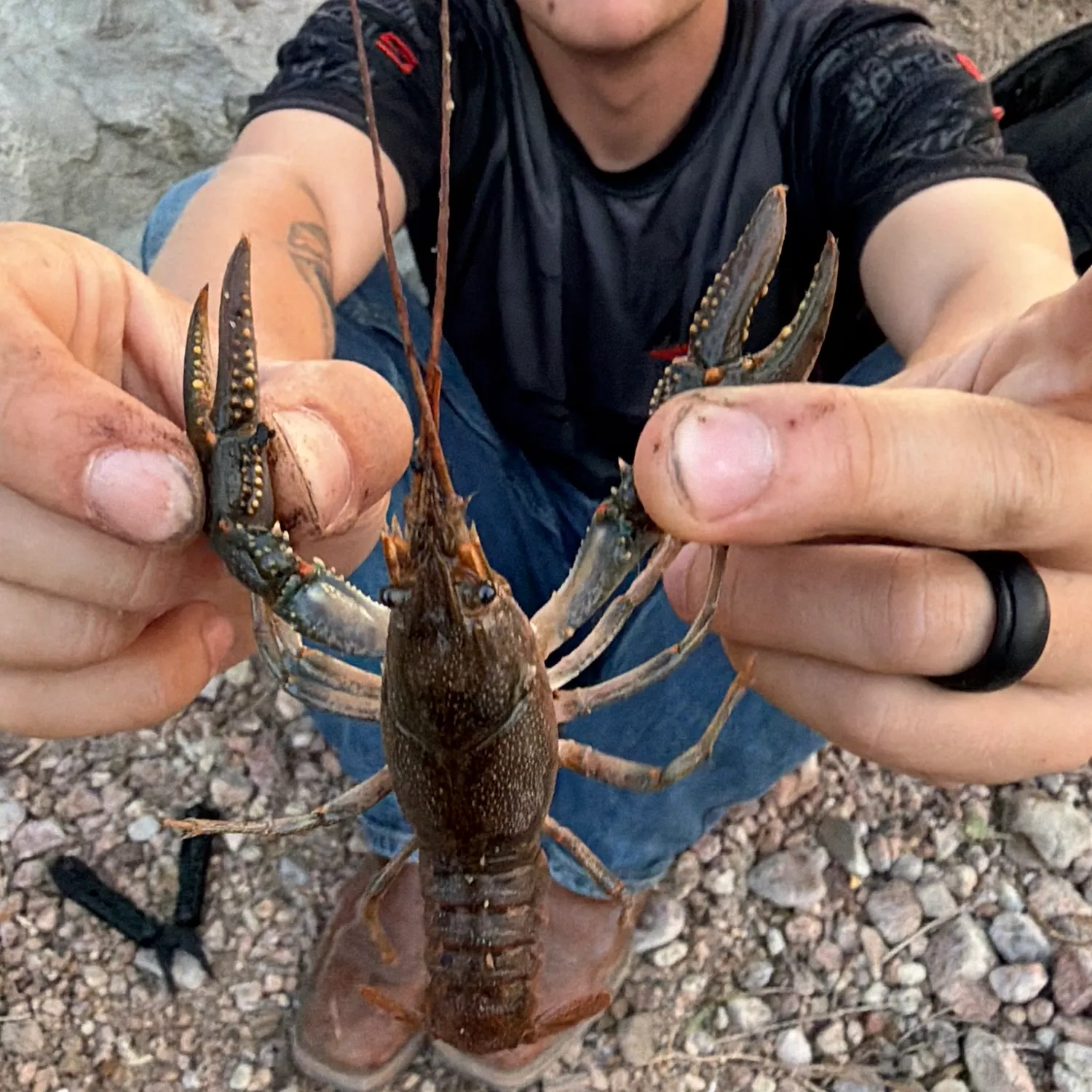 The most recent Virile crayfish catches on Fishbrain
