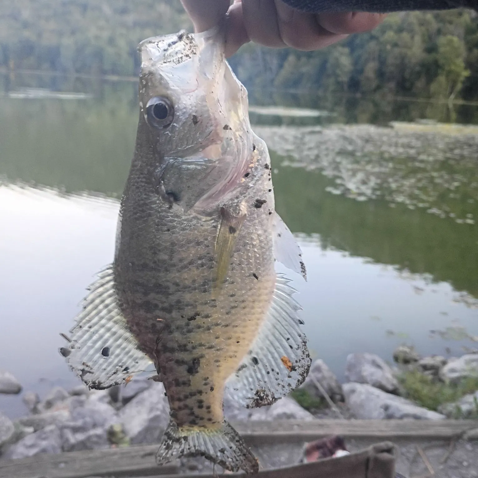 White crappie caught on Fishbrain