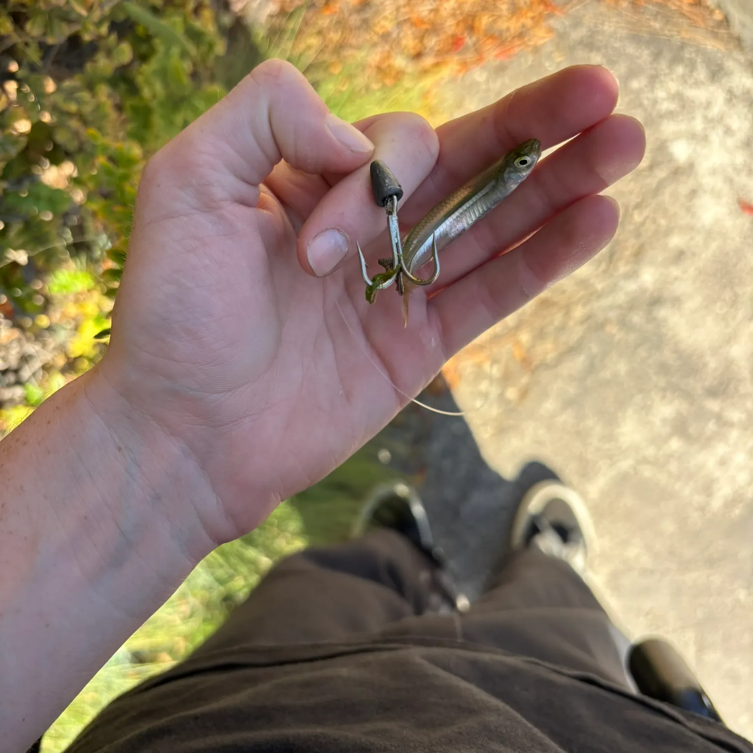 The most recent Bluntnose minnow catches on Fishbrain