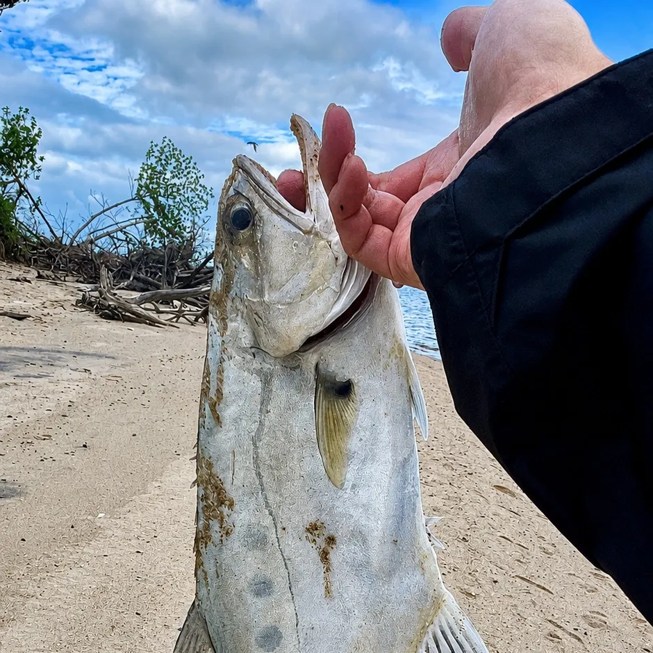 The most recent Talang queenfish catches on Fishbrain