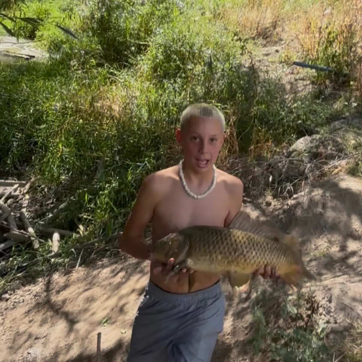 Common carp caught on Fishbrain