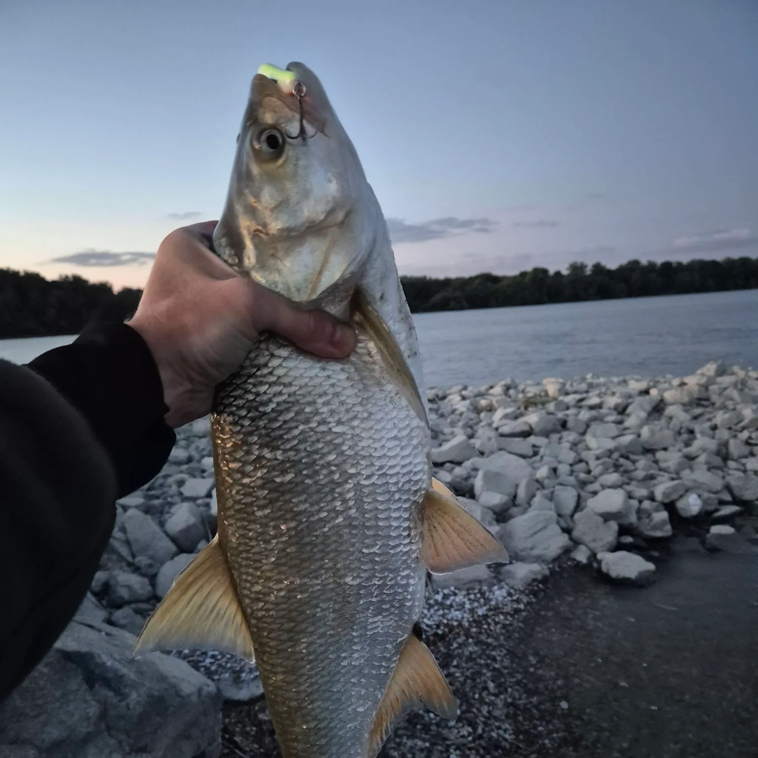 The most recent Asp catches on Fishbrain