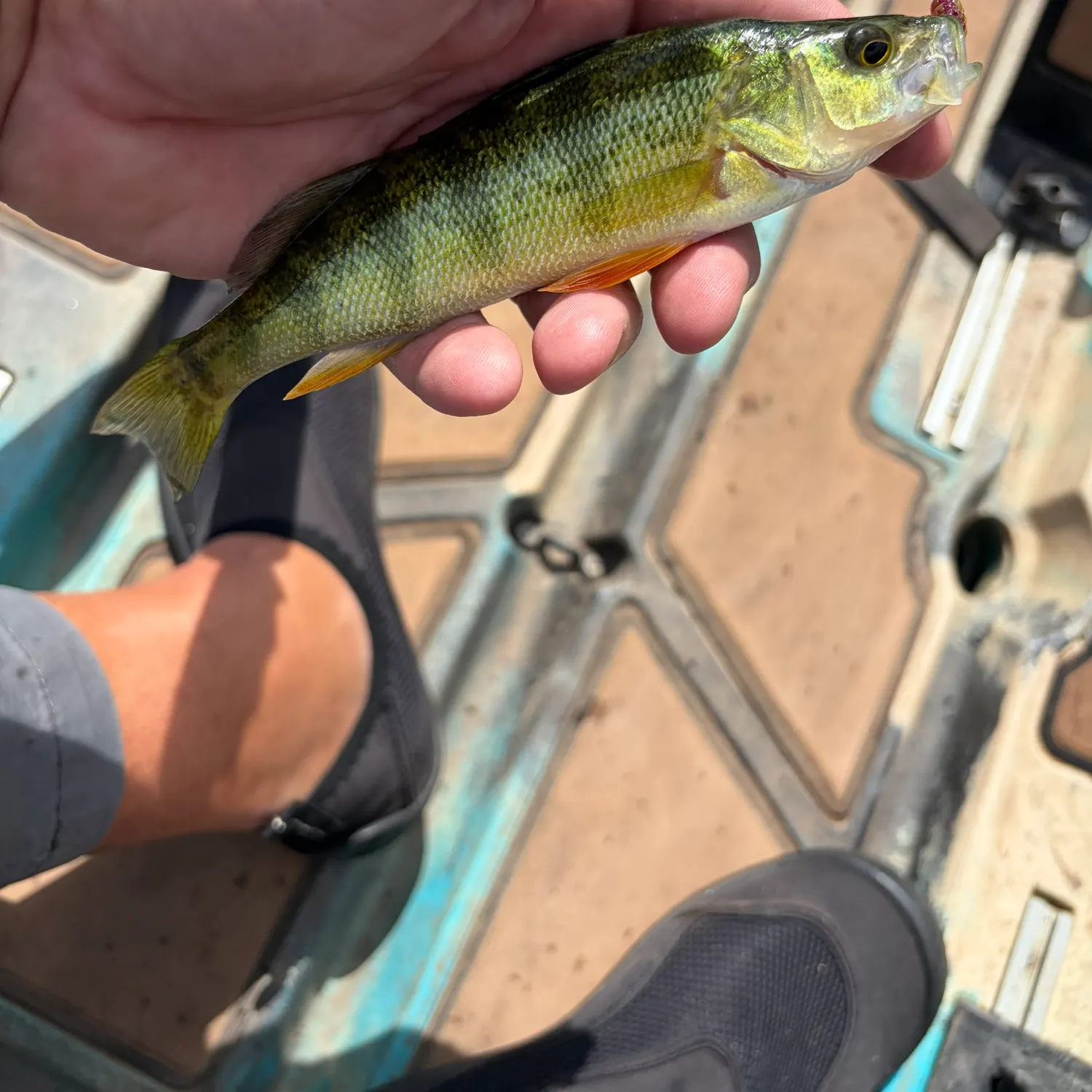 Yellow perch caught on Fishbrain