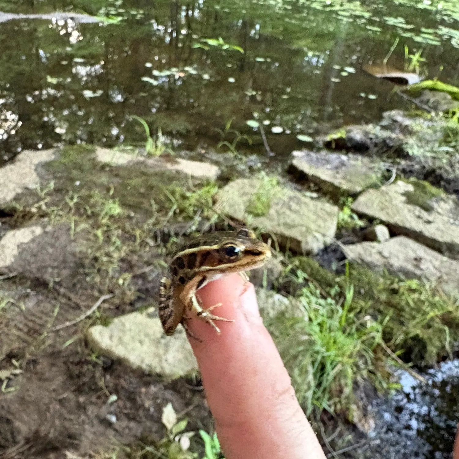 The most recent Green frog catches on Fishbrain