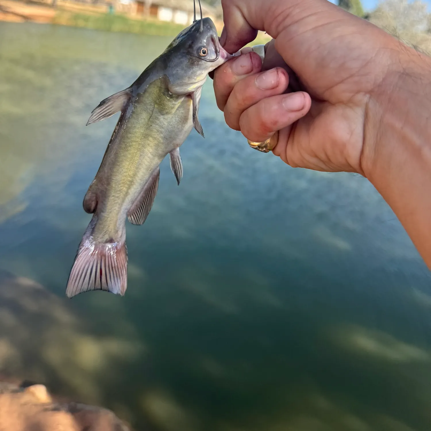 The most recent Black bullhead catches on Fishbrain