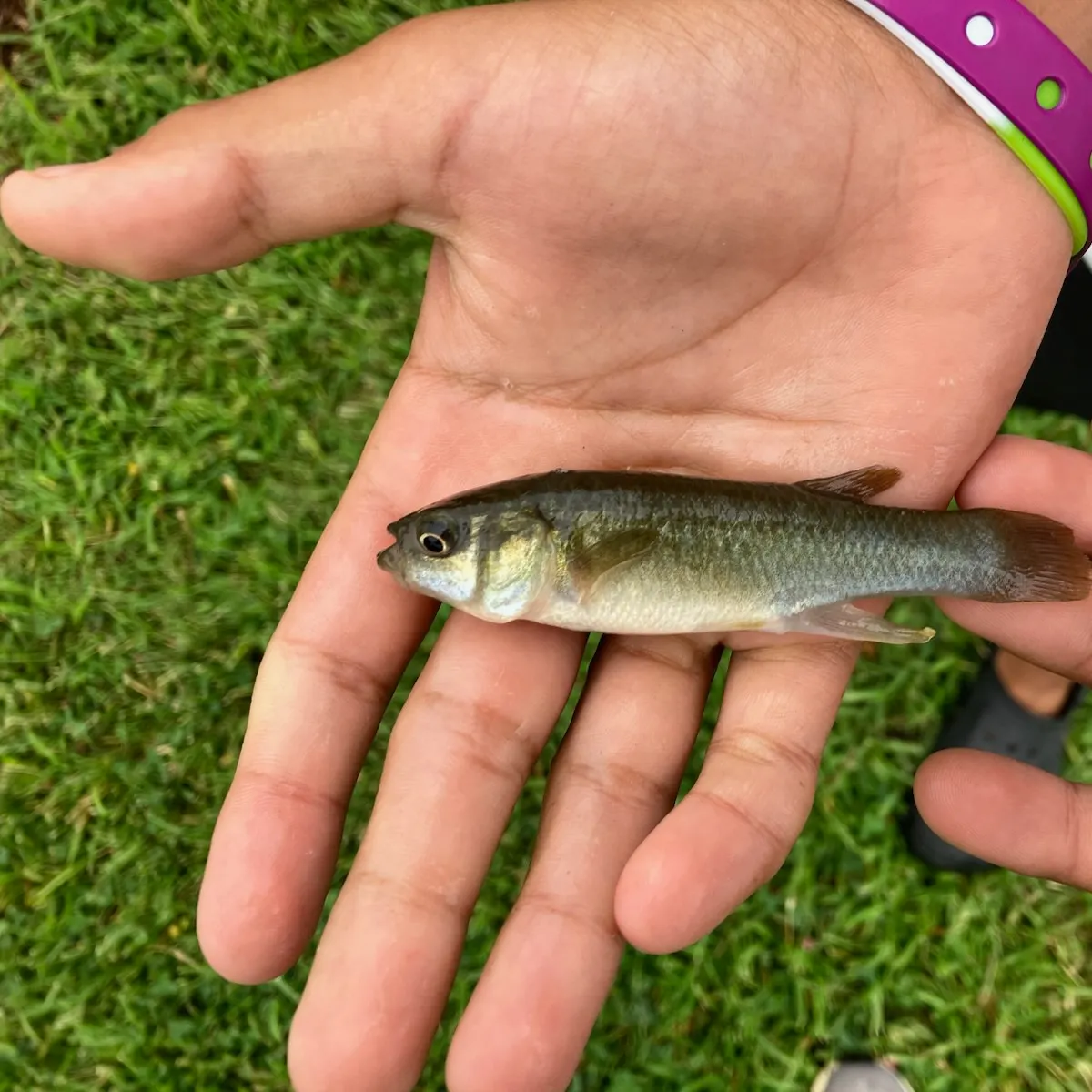 Mummichog caught on Fishbrain