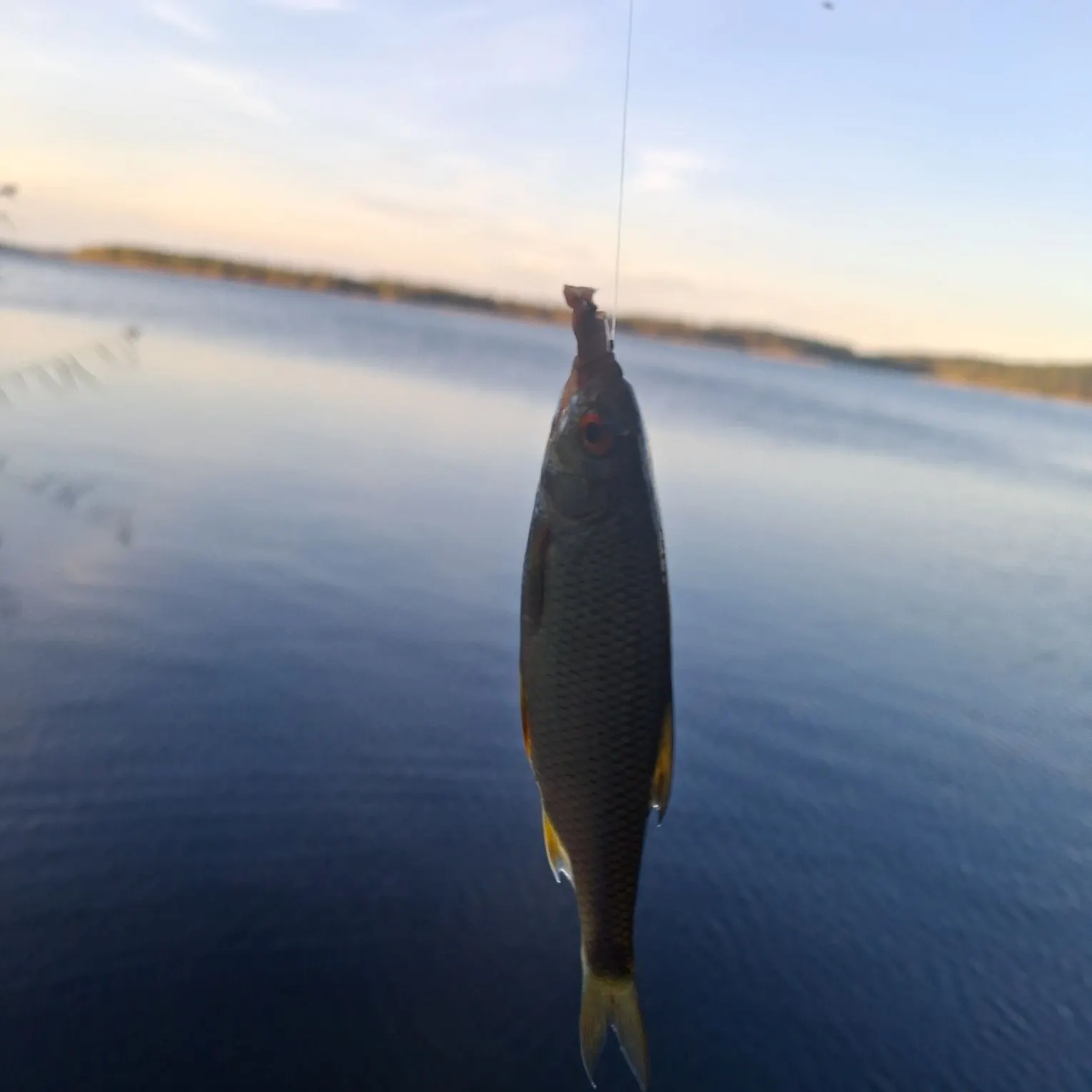 Common roach caught on Fishbrain