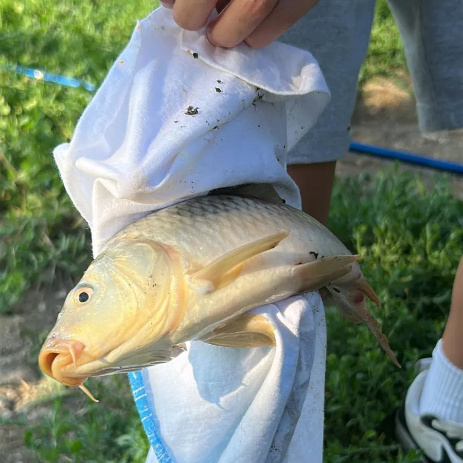 Common carp caught on Fishbrain