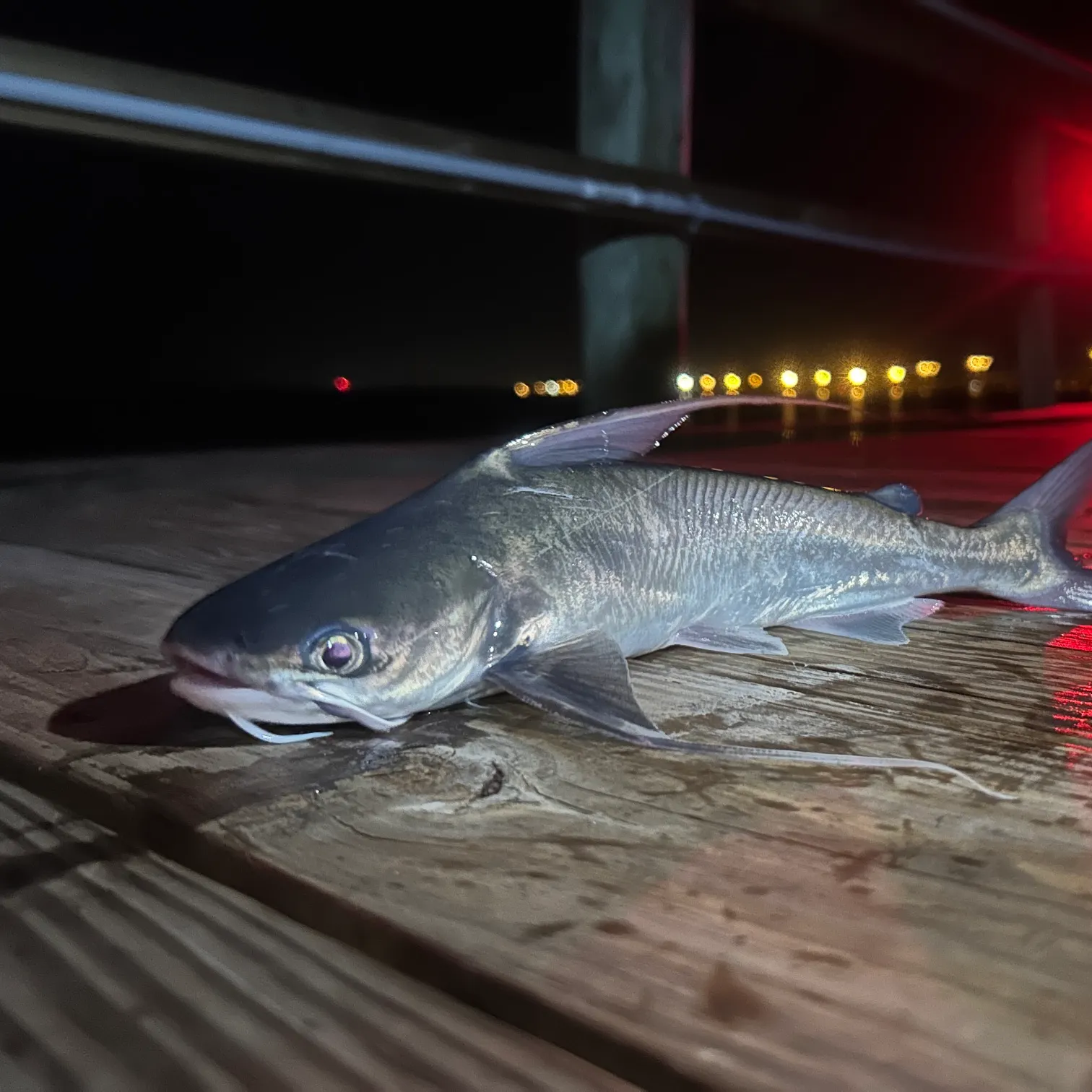The most recent Gafftopsail sea catfish catches on Fishbrain