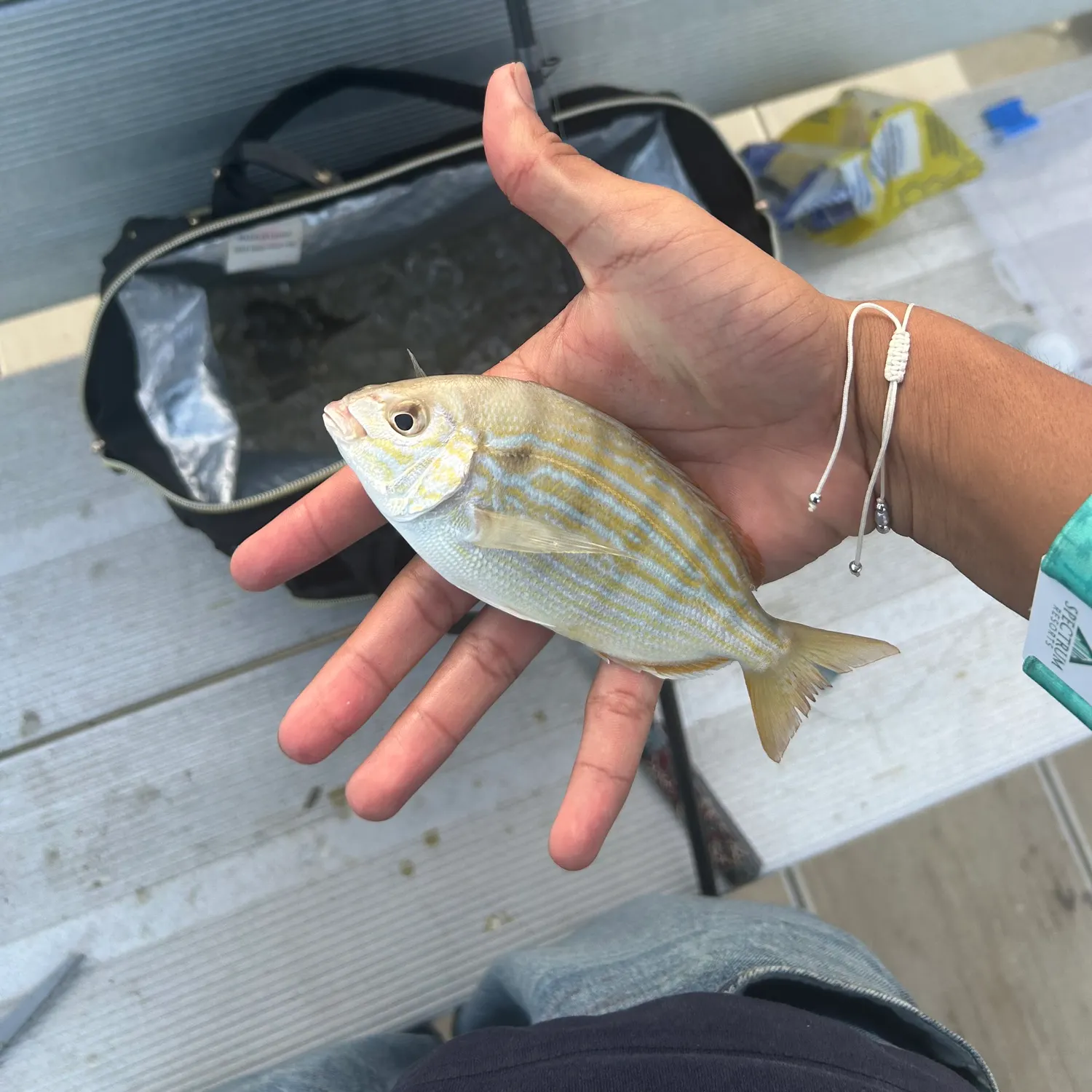 Pinfish caught on Fishbrain