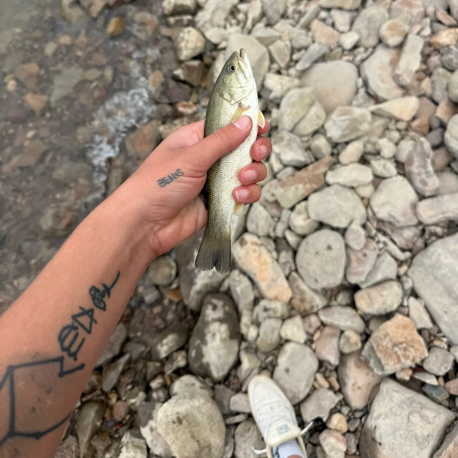 Smallmouth bass caught on Fishbrain