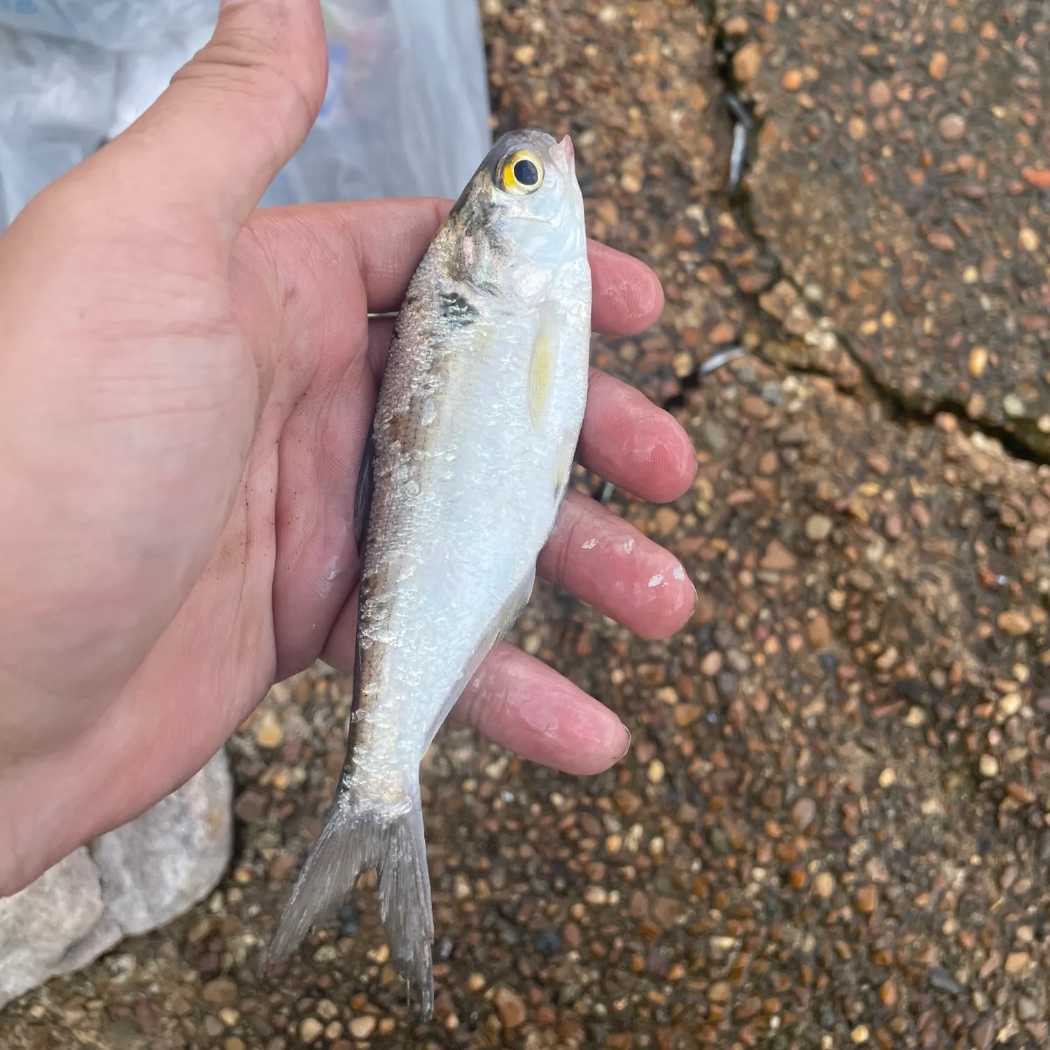 The most recent American gizzard shad catches on Fishbrain