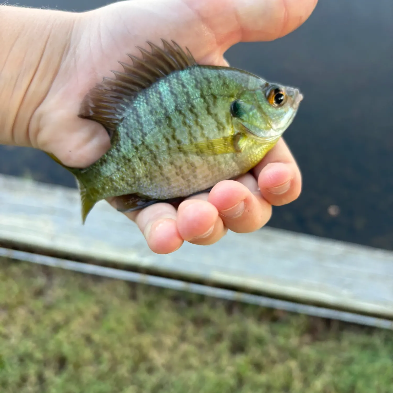 Bluegill caught on Fishbrain