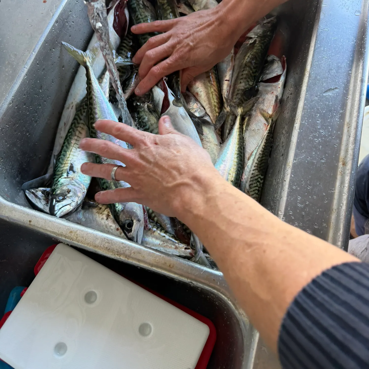 Atlantic mackerel caught on Fishbrain