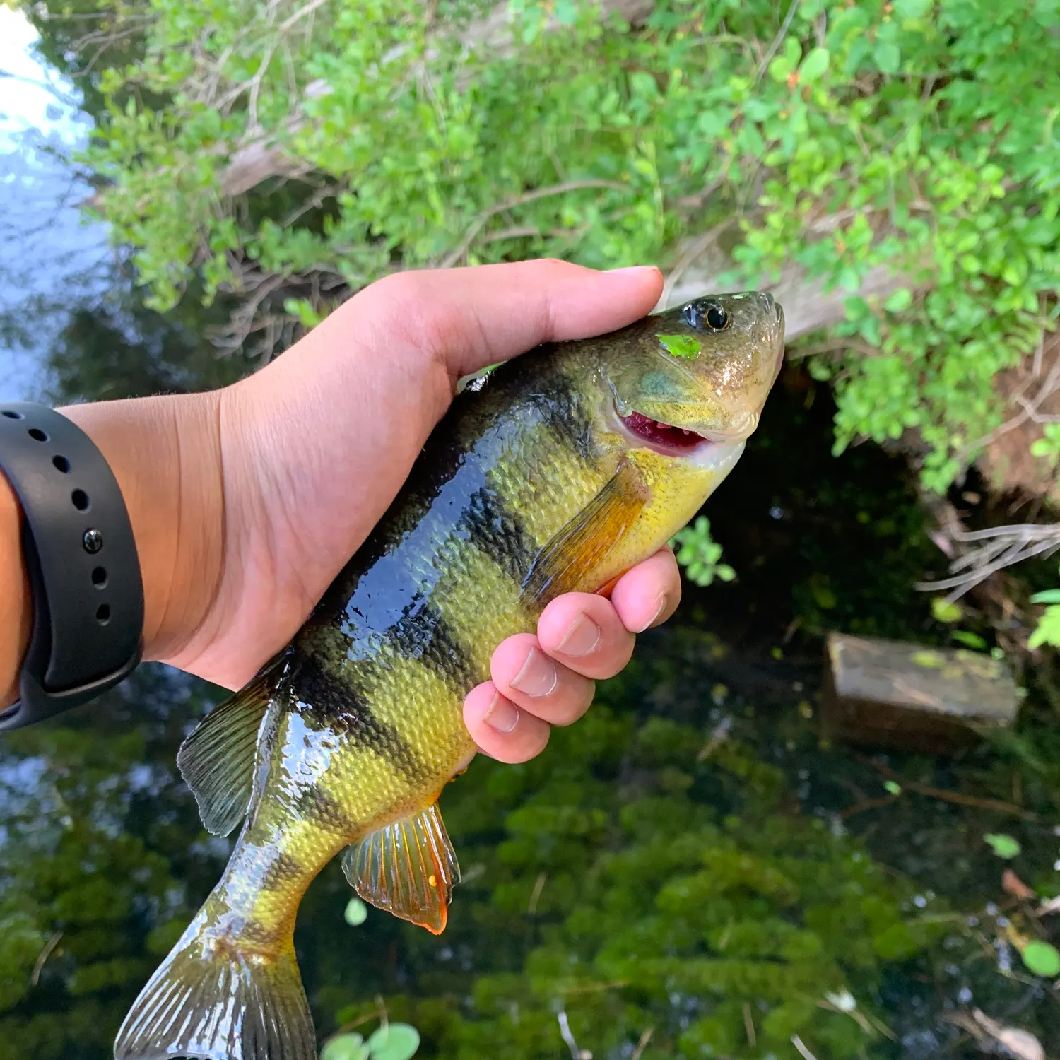 Yellow perch caught on Fishbrain