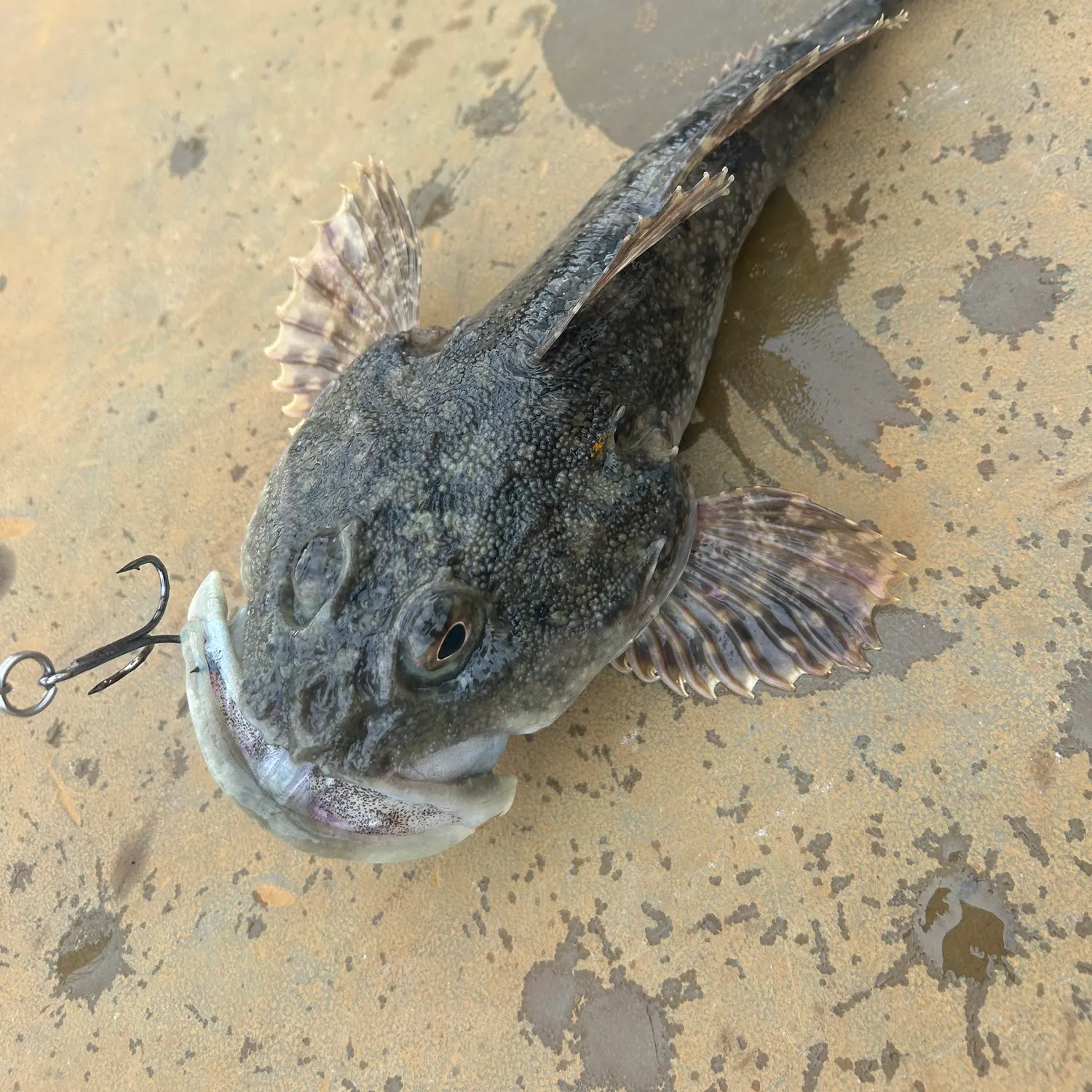 The most recent Great sculpin catches on Fishbrain