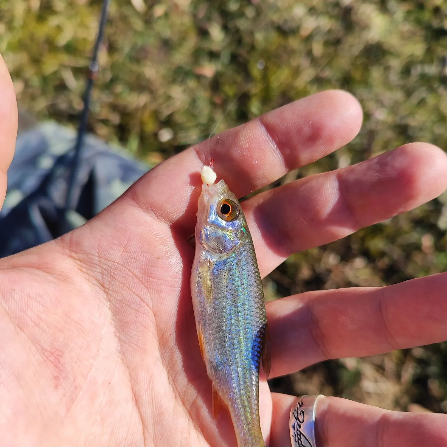 The most recent Common roach catches on Fishbrain