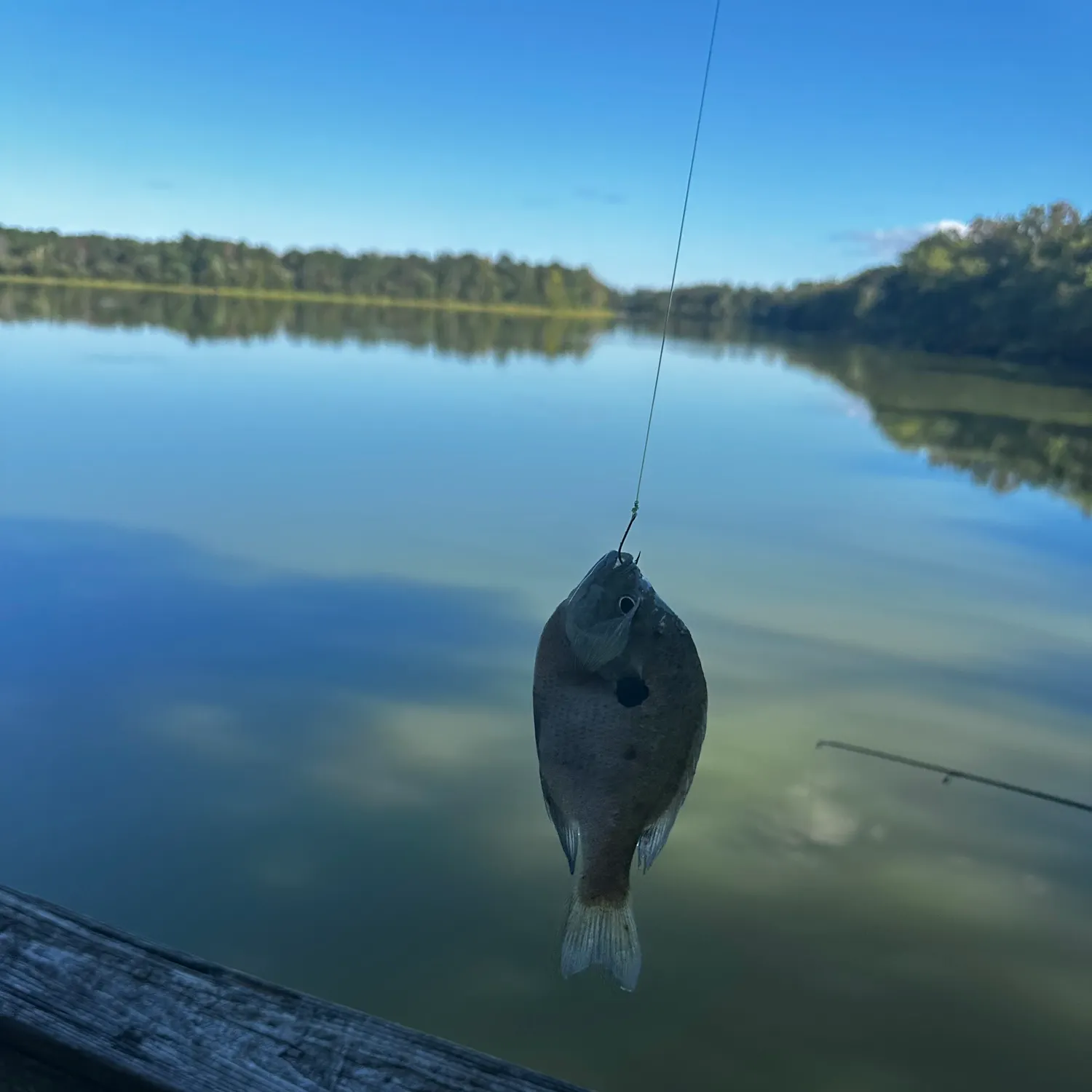 Bluegill caught on Fishbrain
