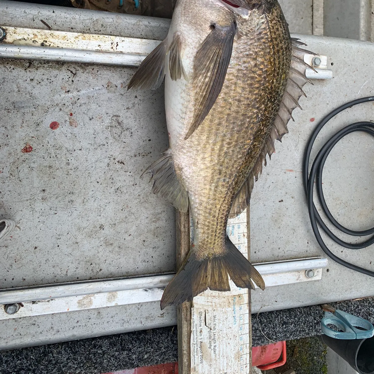 recently logged catches