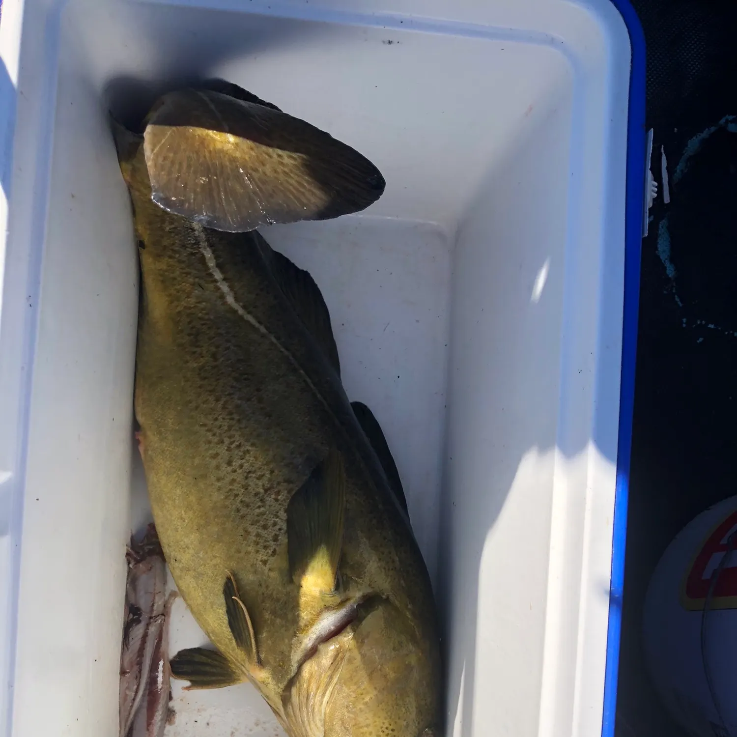 The most recent Pacific cod catches on Fishbrain