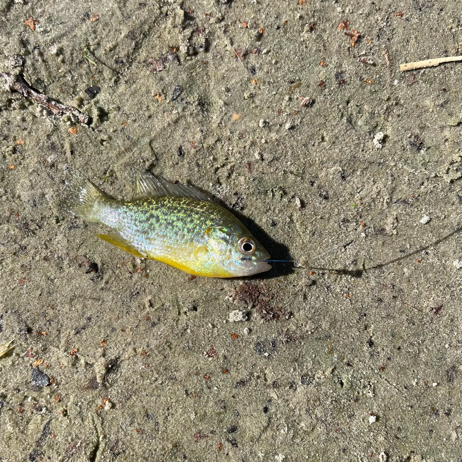 Pumpkinseed caught on Fishbrain