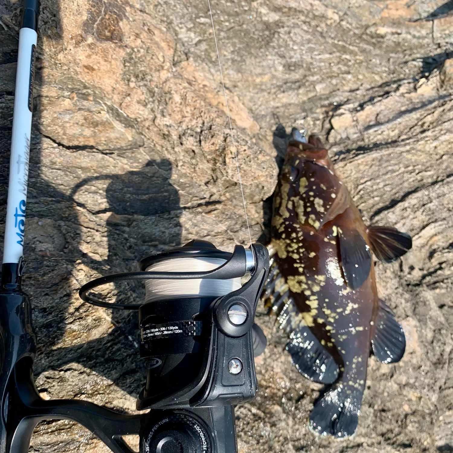 The most recent Dusky grouper catches on Fishbrain