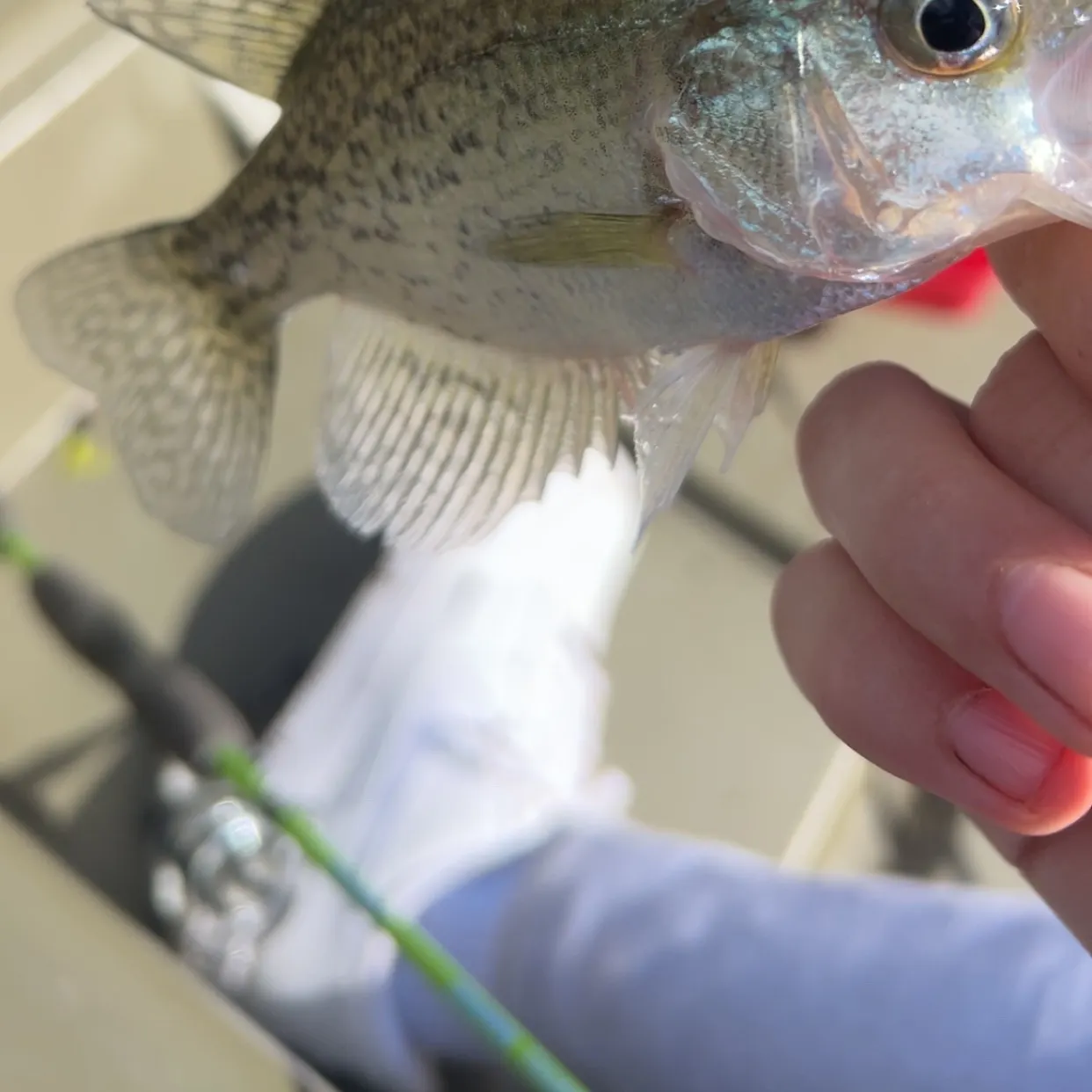 Black crappie caught on Fishbrain