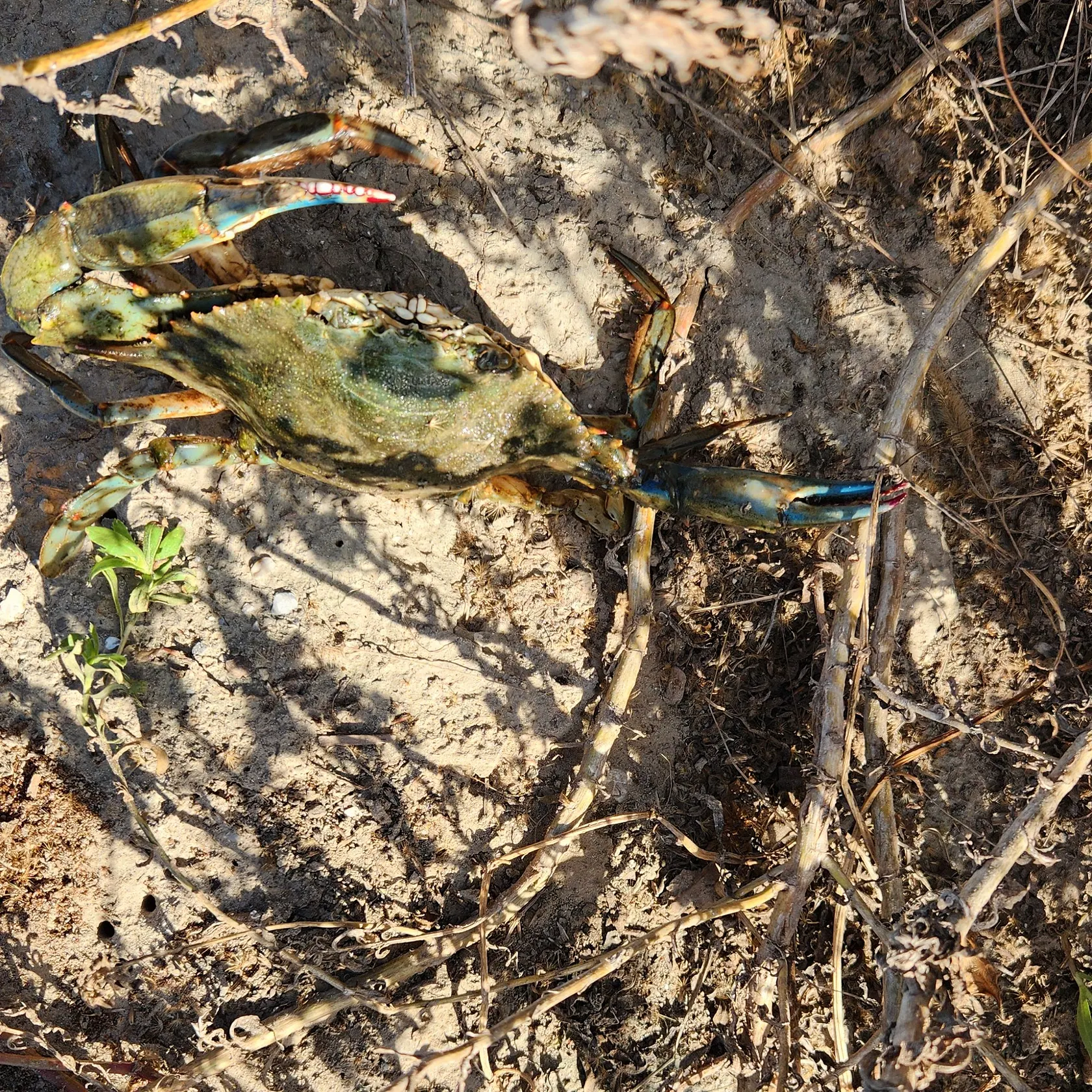 Blue swimmer crab caught on Fishbrain