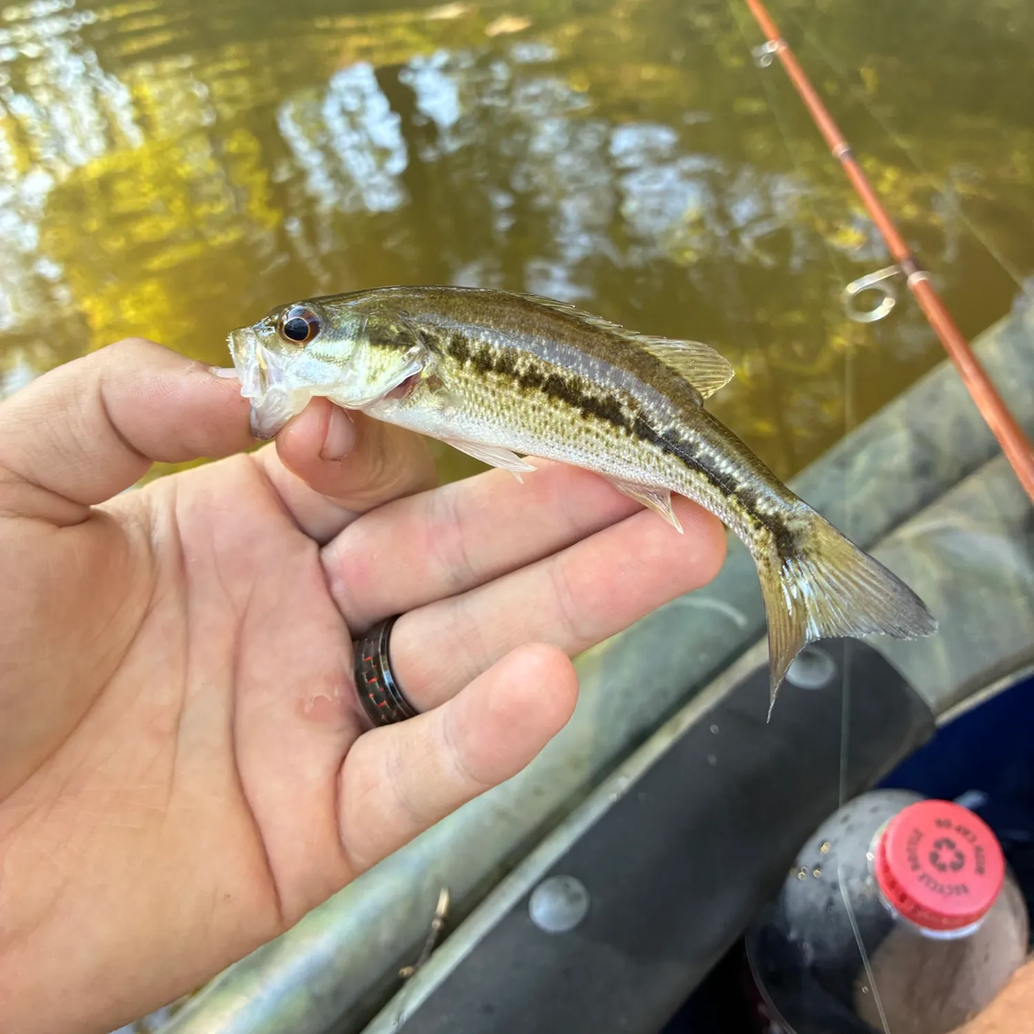 Spotted bass caught on Fishbrain