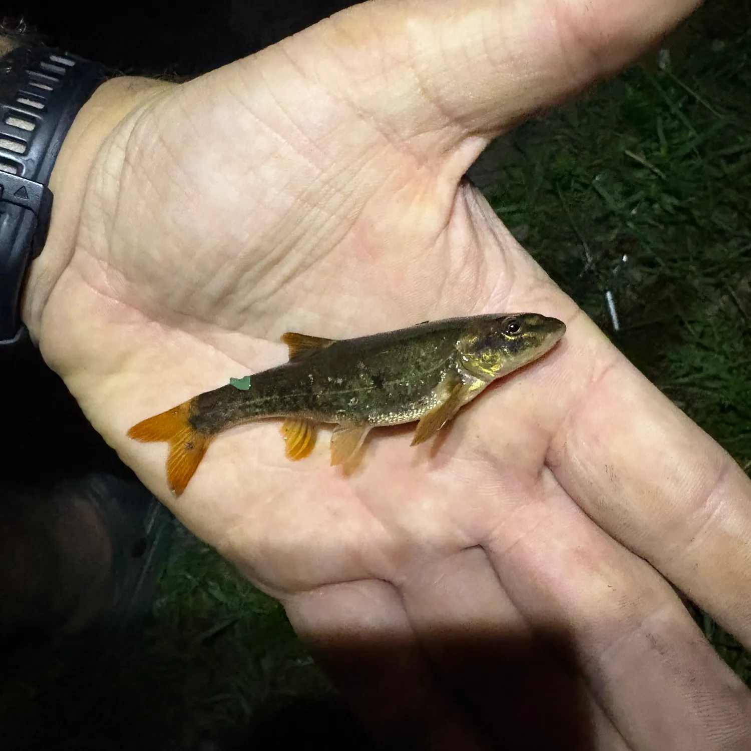 The most recent Longnose dace catches on Fishbrain