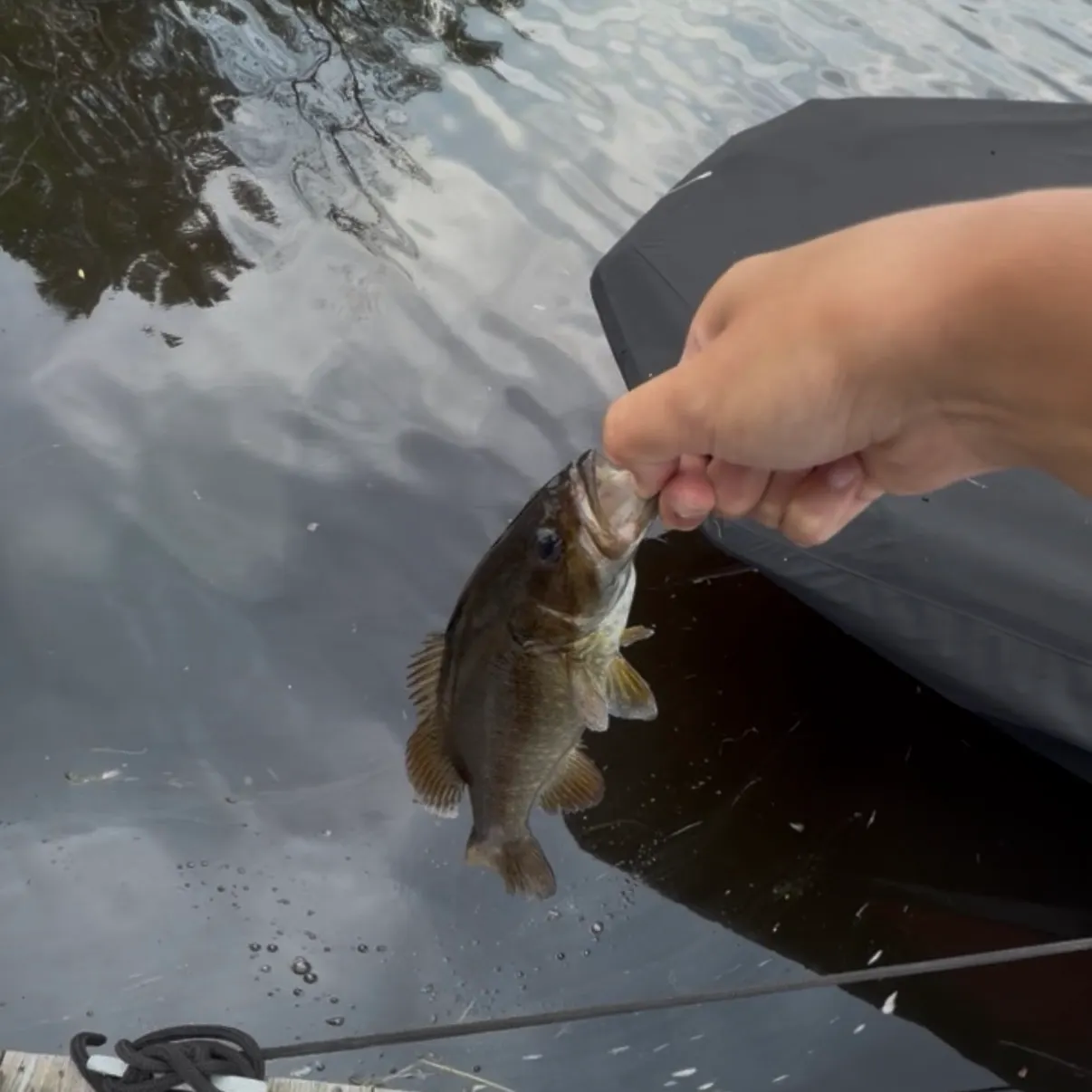 Smallmouth bass caught on Fishbrain