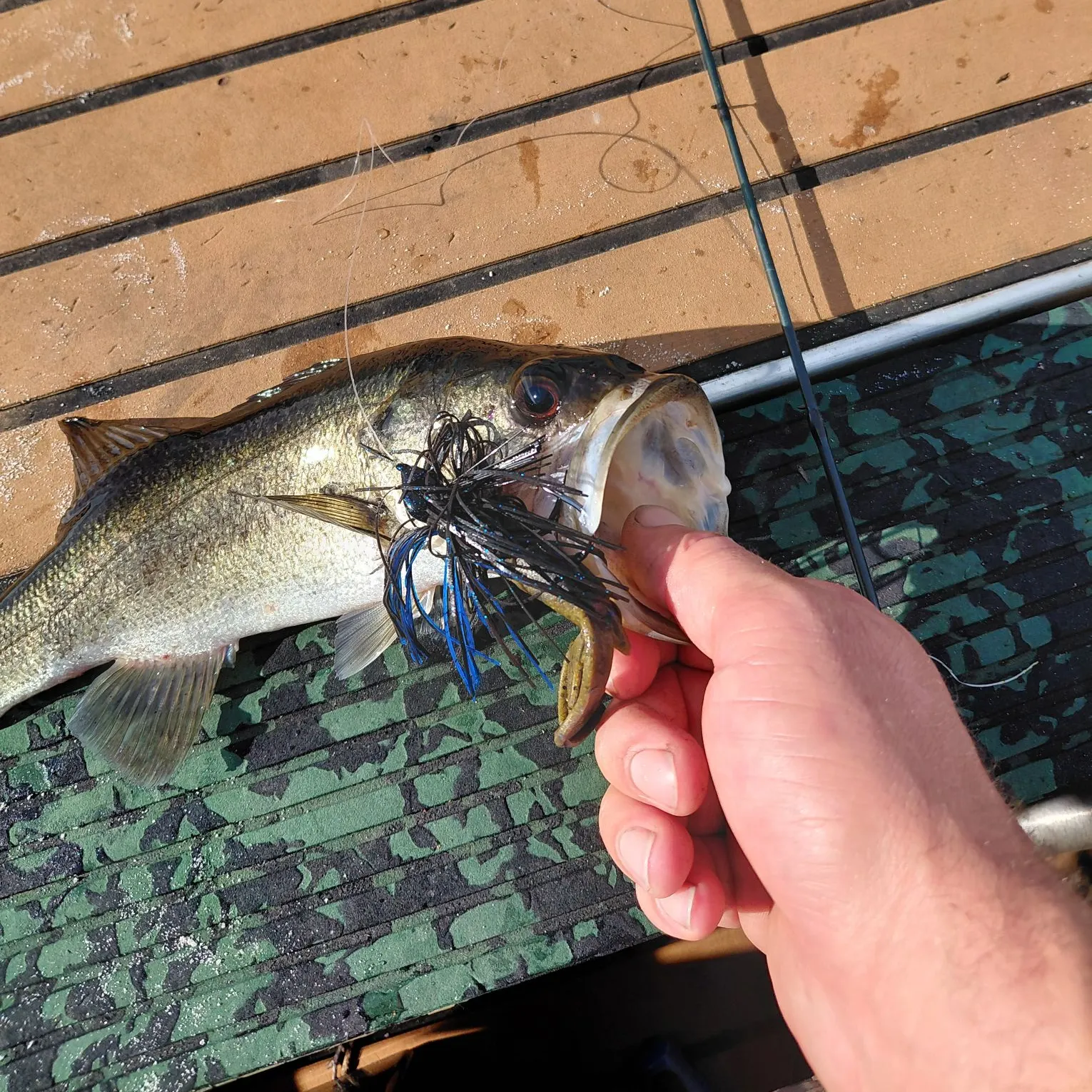 Largemouth bass caught on Fishbrain