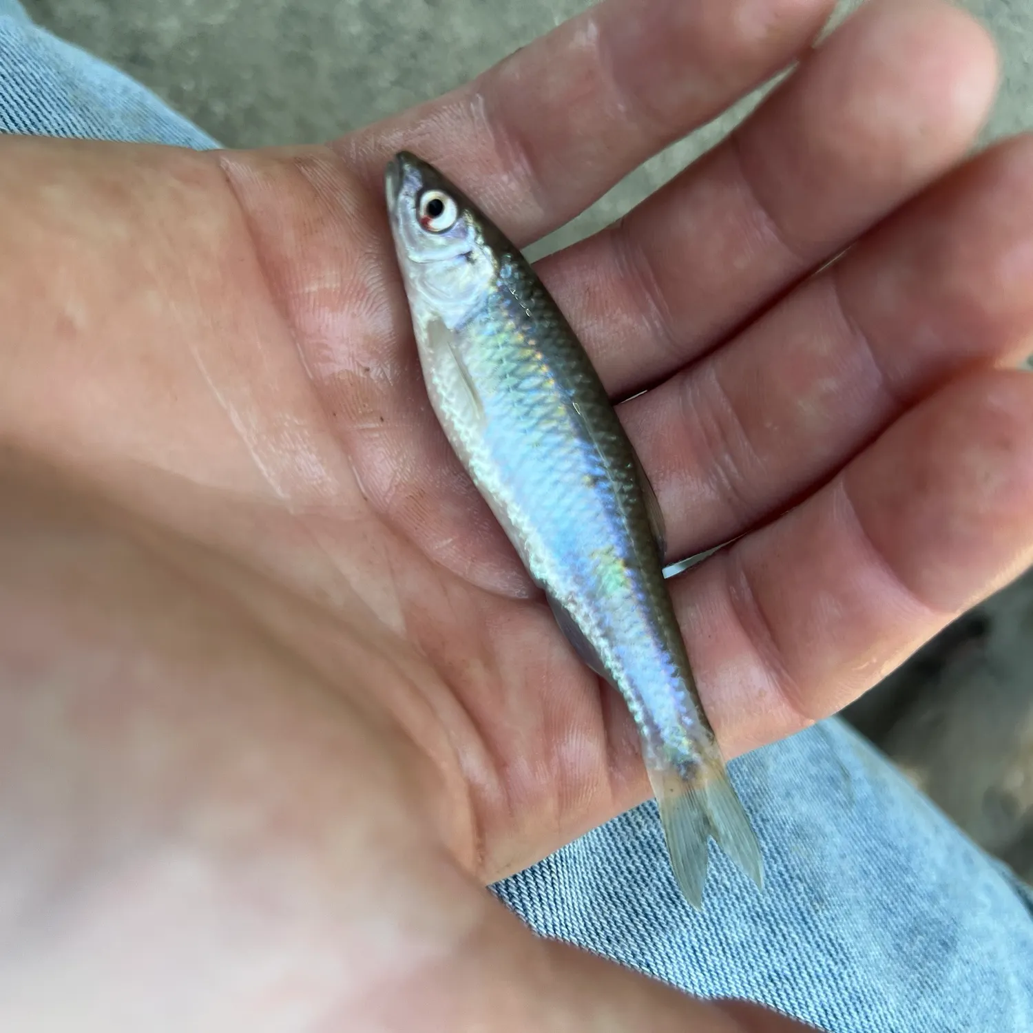 The most recent Common shiner catches on Fishbrain
