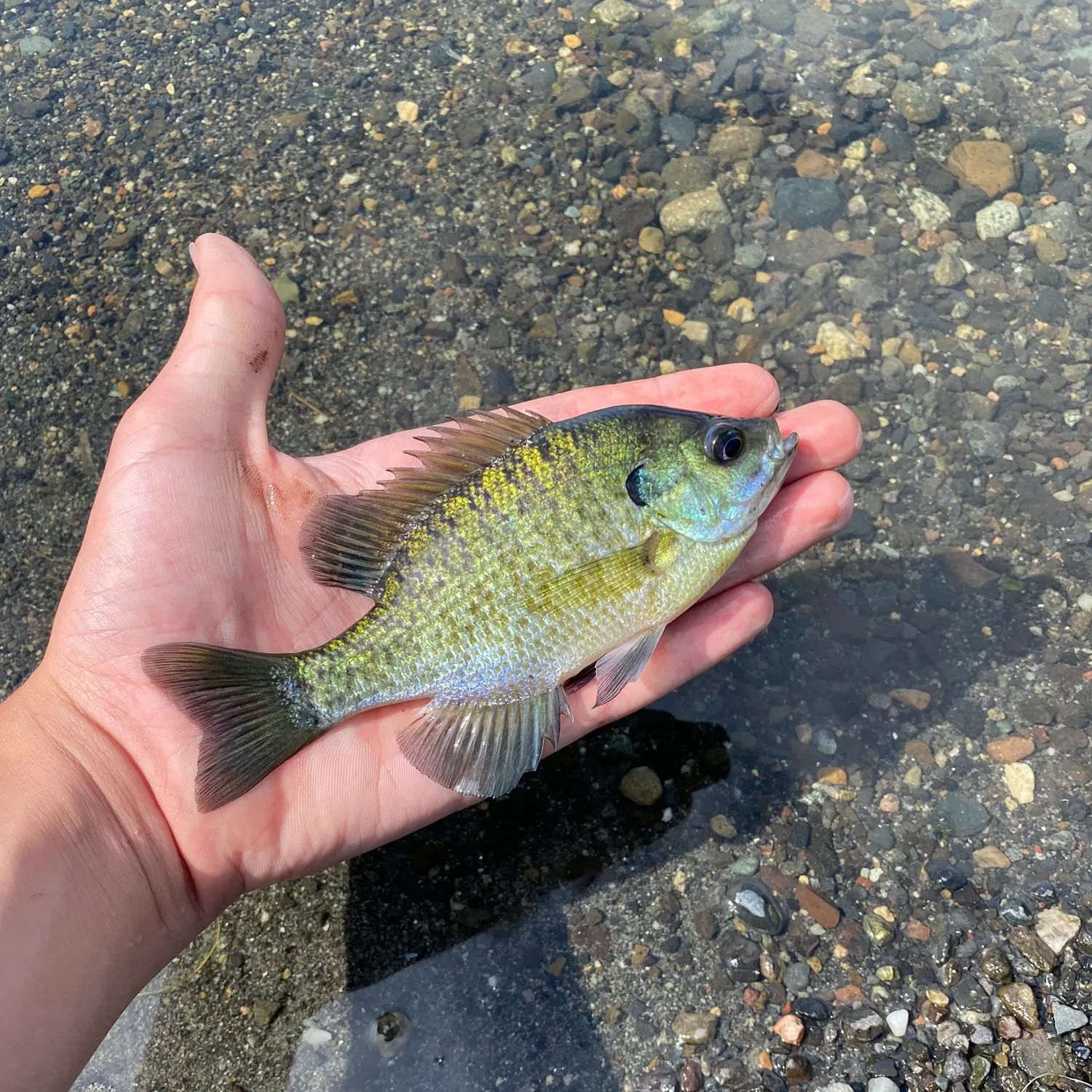 Bluegill caught on Fishbrain