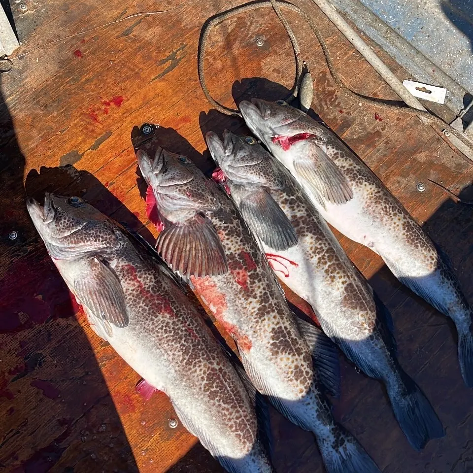 The most recent Lingcod catches on Fishbrain