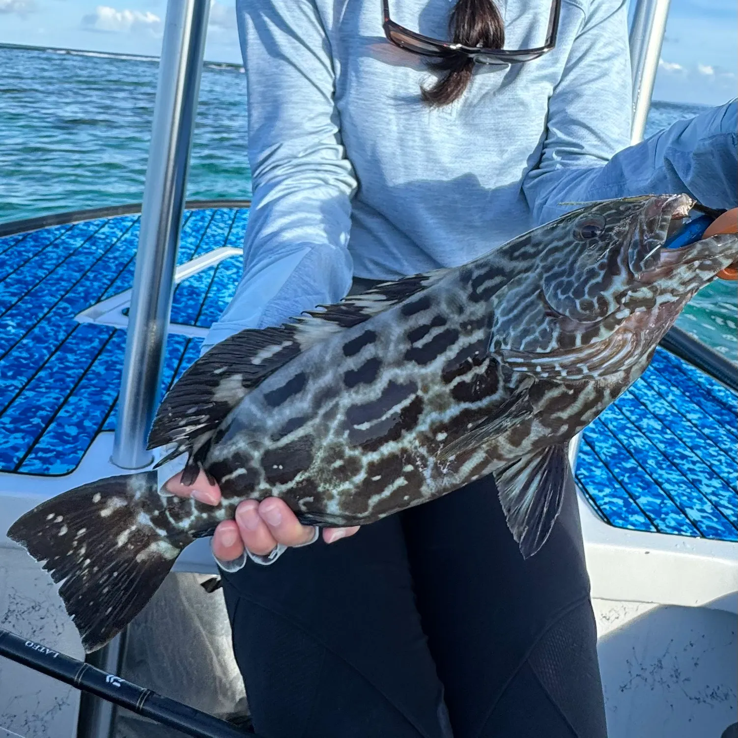 The most recent Black grouper catches on Fishbrain