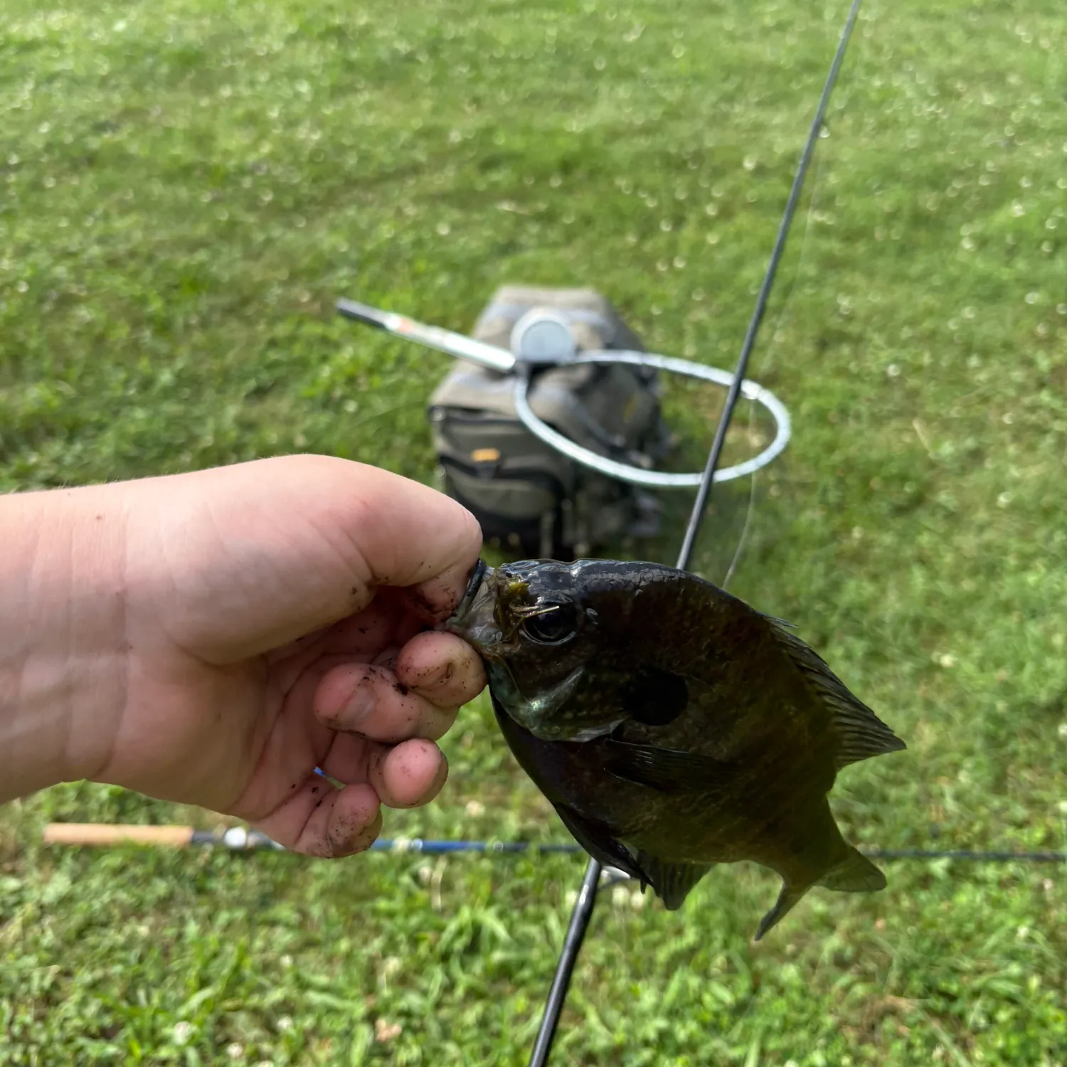 catch