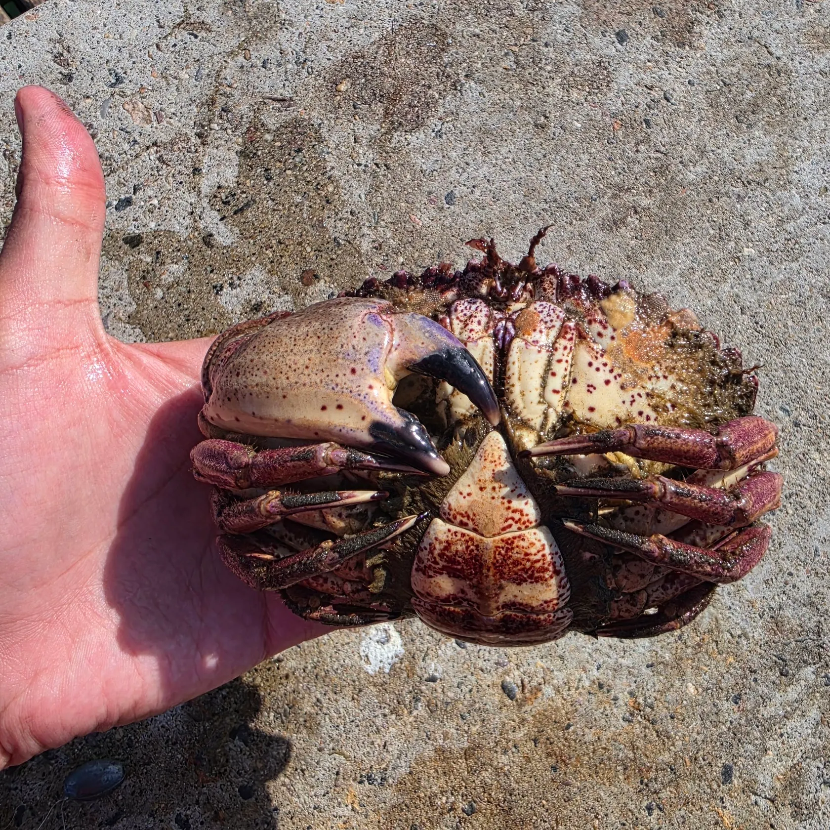 The most recent Pacific rock crab catches on Fishbrain