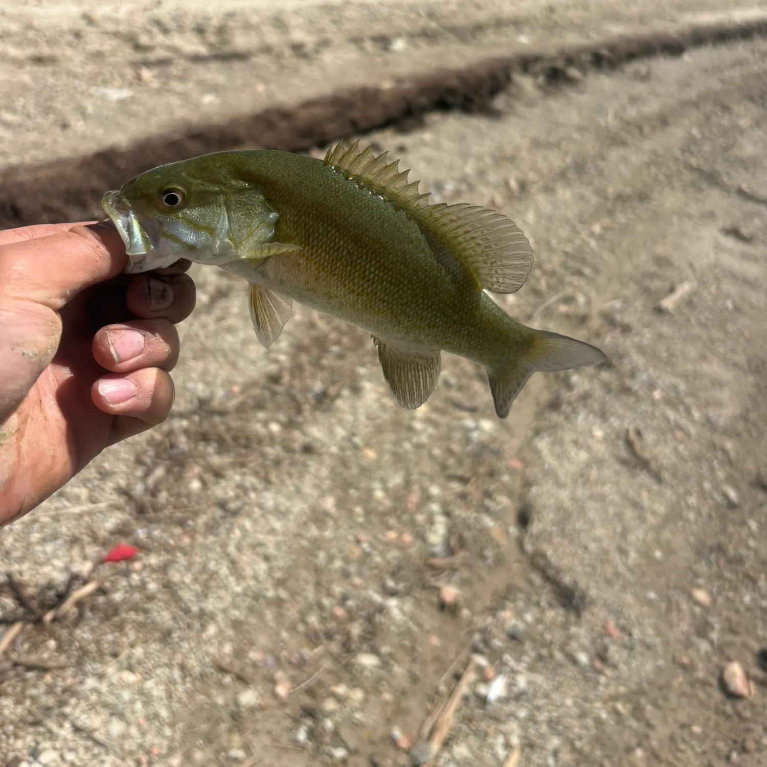Smallmouth bass caught on Fishbrain